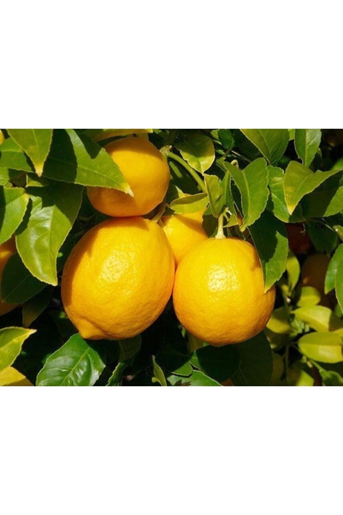 3 Yaşlı Yediveren Limon Fidanı