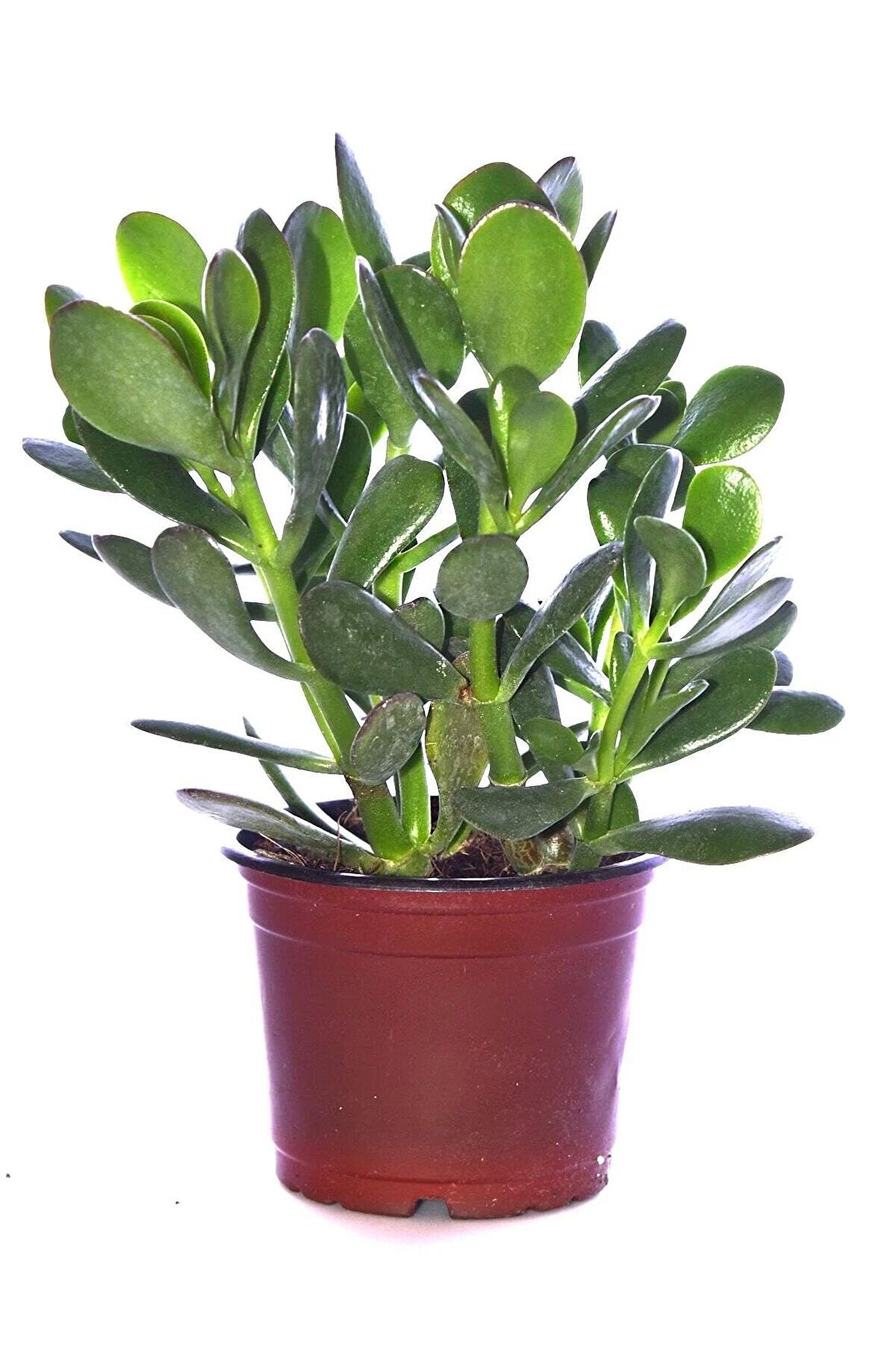 Para Ağacı Çiçeği Yeşim Bitkisi Crassula Ovata Fidanı Dolgun 20-25cm