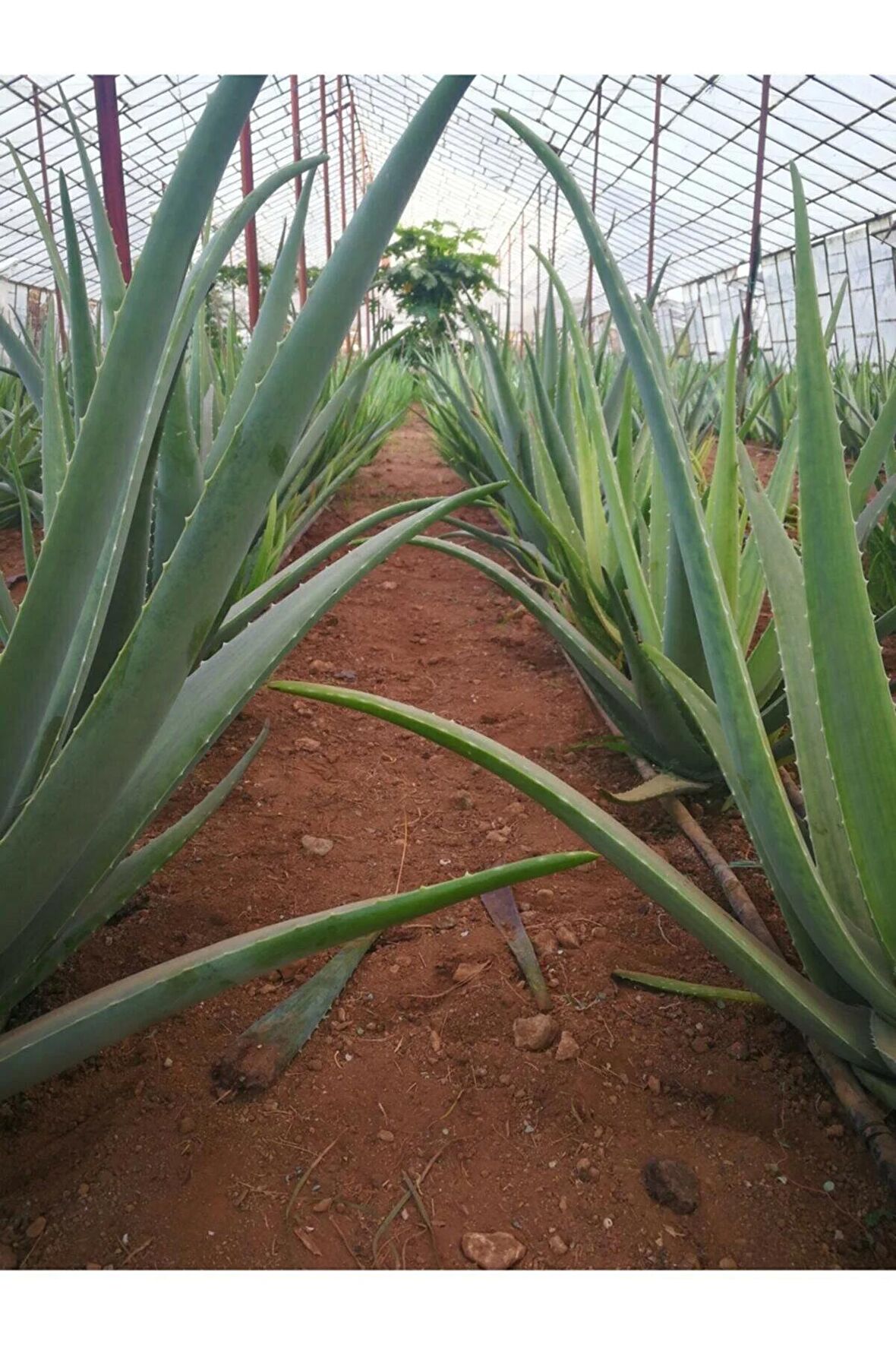 Aloe Vera Barbadensis Mıller Stocton ( 50 - 60 Cm) 3 Yaşında Saksısız Fidan