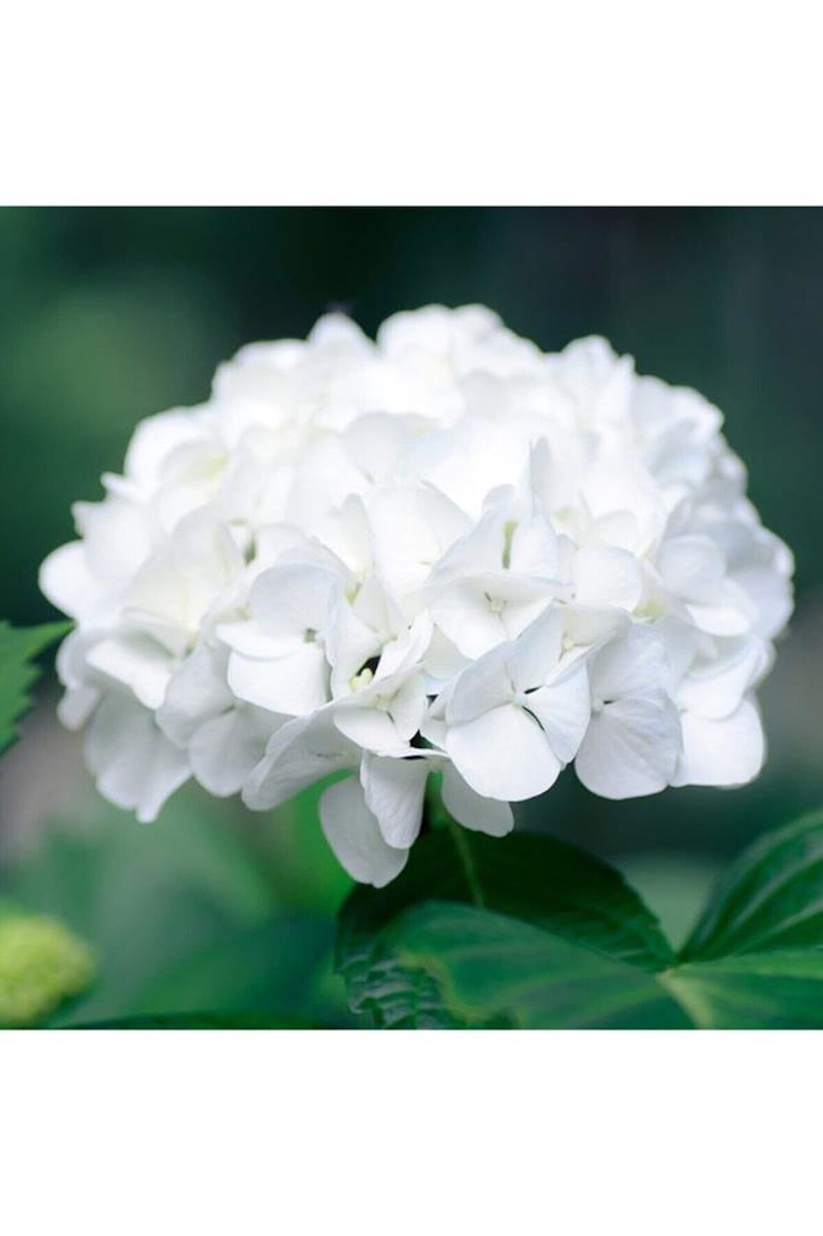 Beyaz Ortanca Fidanı 1 Yaşında 30 Cm Hydrangea Macrophylla