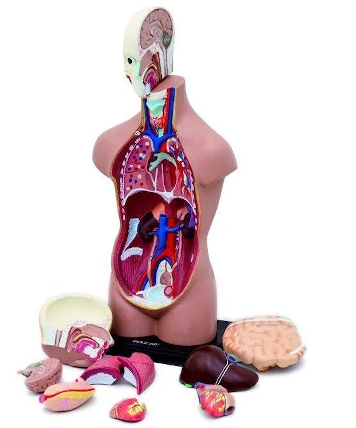İnsan Vücudu Büyük 50 Cm 11 Adet Sök Tak, Tak Çıkar Parça İnsan Anatomisi