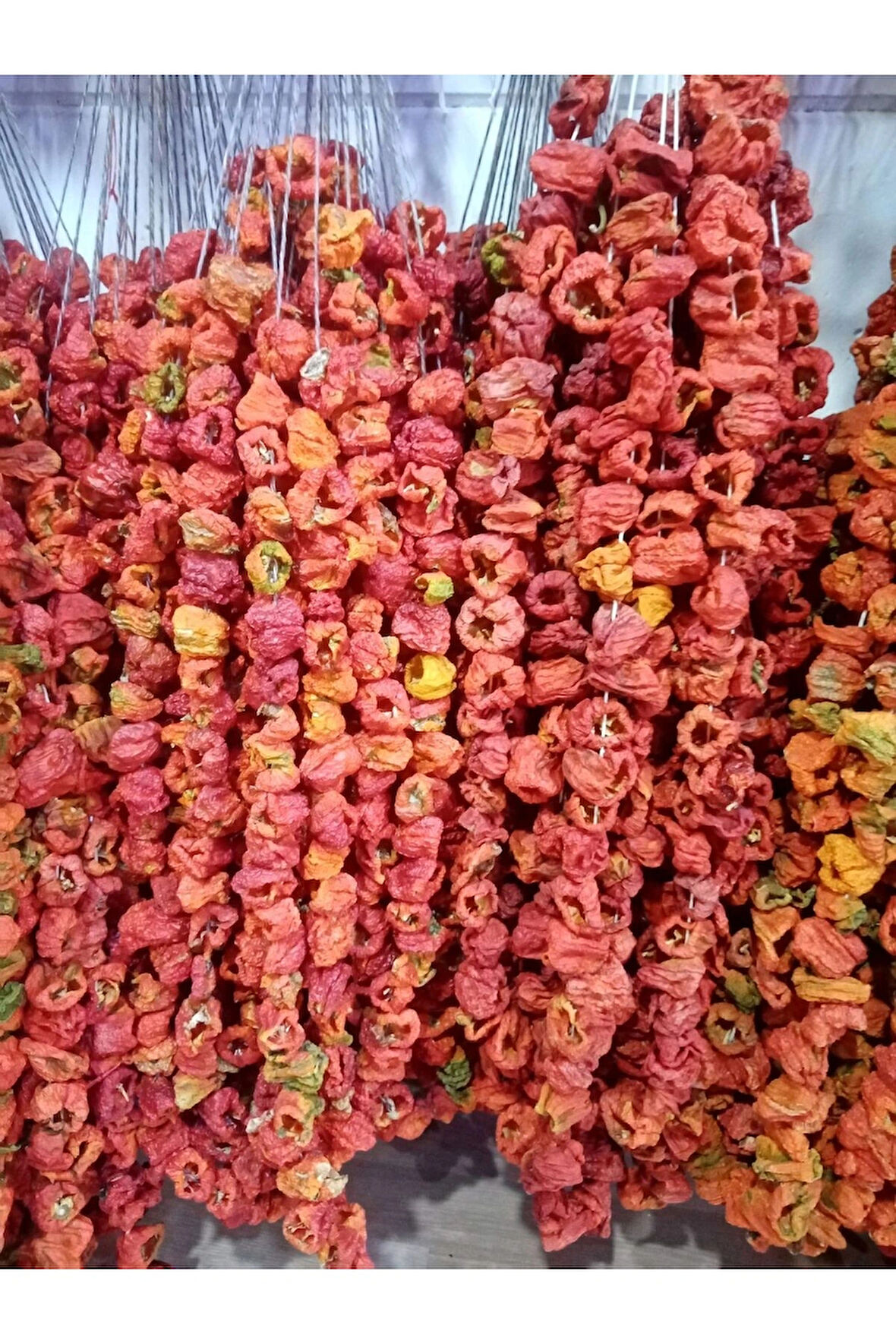 KURUTMALIK YENİ MAHSUL DOLMALIK ACI 1 DİZİ BİBER (50) ADET