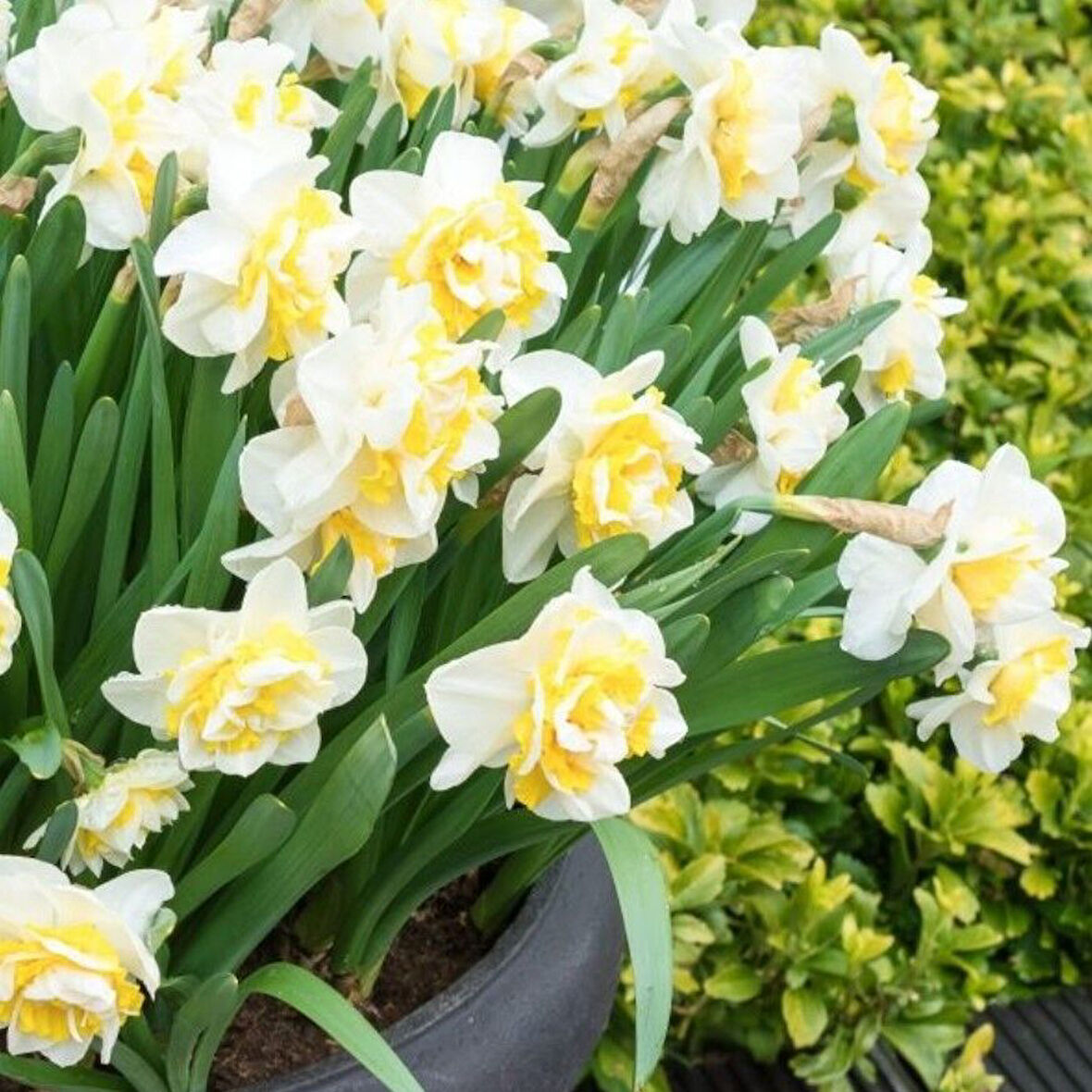 İri Kafa Katmerli Kokulu White Leon Lion Nergis Soğanı (4 adet)