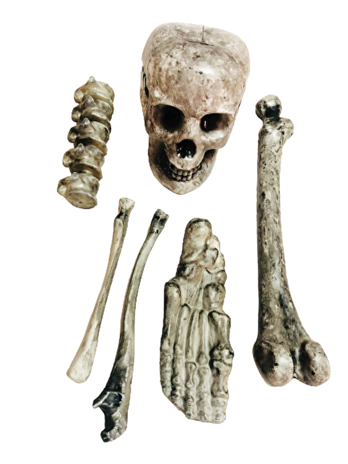 CADILAR BAYRAMI HALLOWEEN KEMİK VE KURUKAFA SİYAH DEKOR SÜS