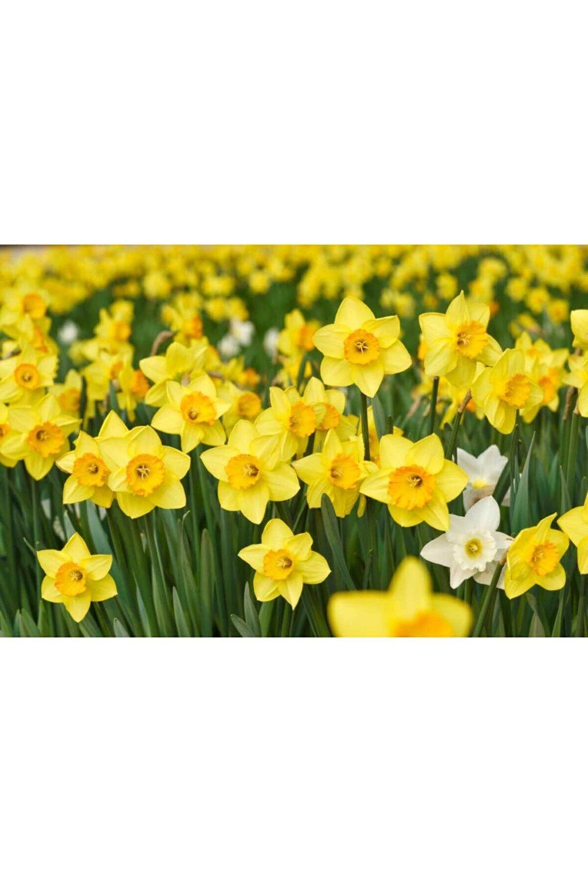 Sarı Renkli Nergis Çiçeği Soğanı 5 Adet