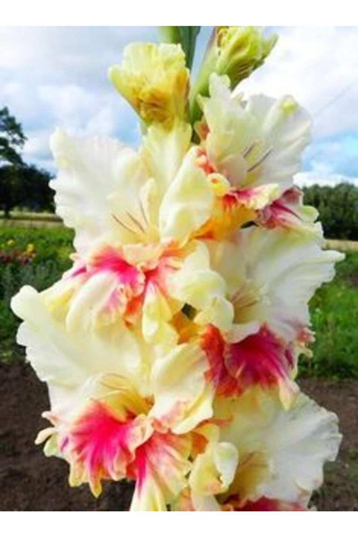 Çift Renkli Katlı Glayör Çiçek Soğanı 5 Adet