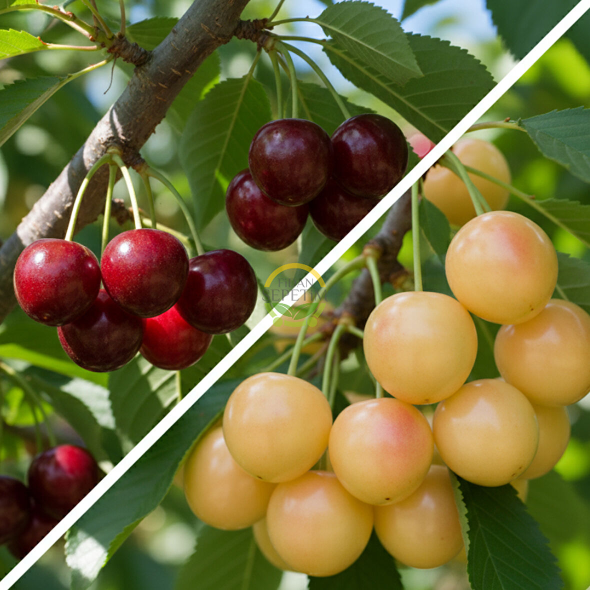 3 Yaş Aşılı Napolyon ve Starksgold Kiraz Fidanı Paketi - Hobi Bahçelerine Özel