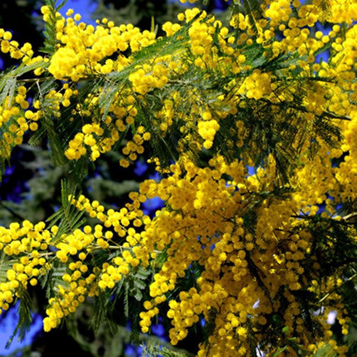 2 Yaş Mimoza Ağacı Fidanı - Gümüşi akasya (Acacia dealbata)