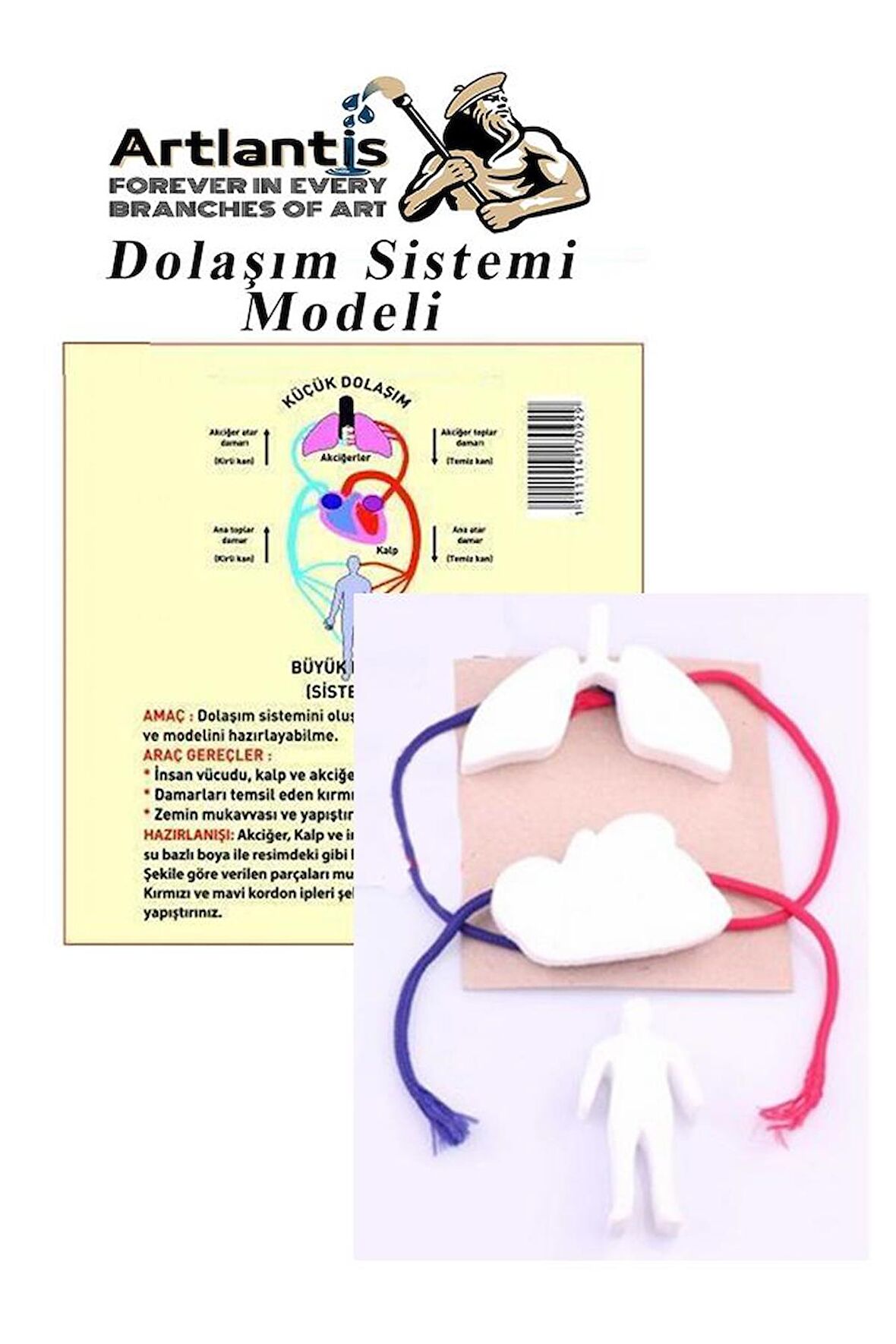 Dolaşım Sistemi Modeli 5 Parça 1 Paket Okul Sınıf Deney Seti Kan Akışı Dolaşım Sistem Deney Malzemesi