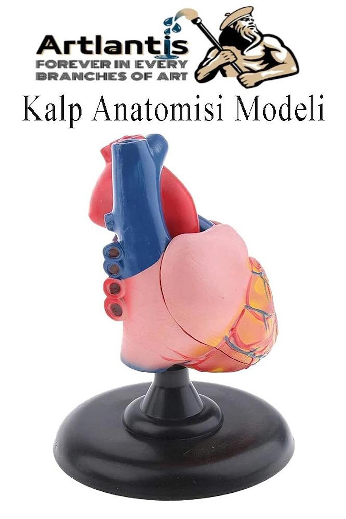 Kalp Modeli 2 Parça 1 Adet Gerçek Boy Kalp Anatomisi Modeli İnsan Kalp Modeli Renkli Bilim Deney Malzemesi