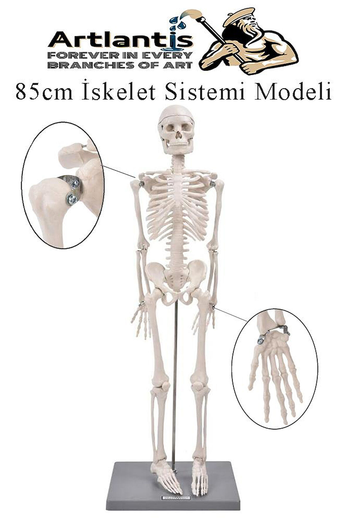 İskelet Maketi 85 cm 1 Adet Eğitim İnsan İskelet Modeli İskelet Sistemi Haraketli İskelet Anatomisi