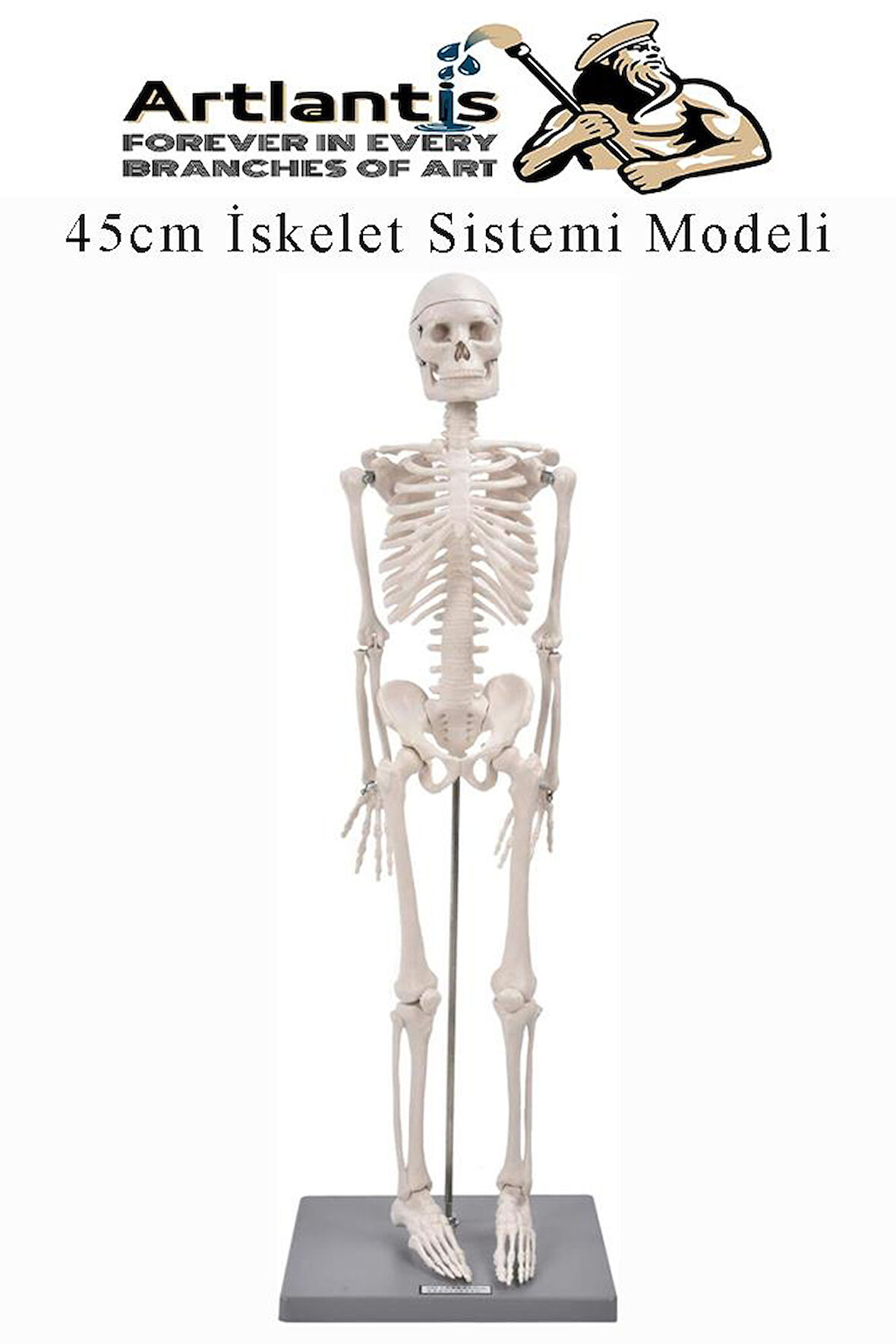 İskelet Maketi 45 cm 1 Adet Eğitim İnsan İskelet Modeli İskelet Sistemi Haraketli İskelet Anatomisi