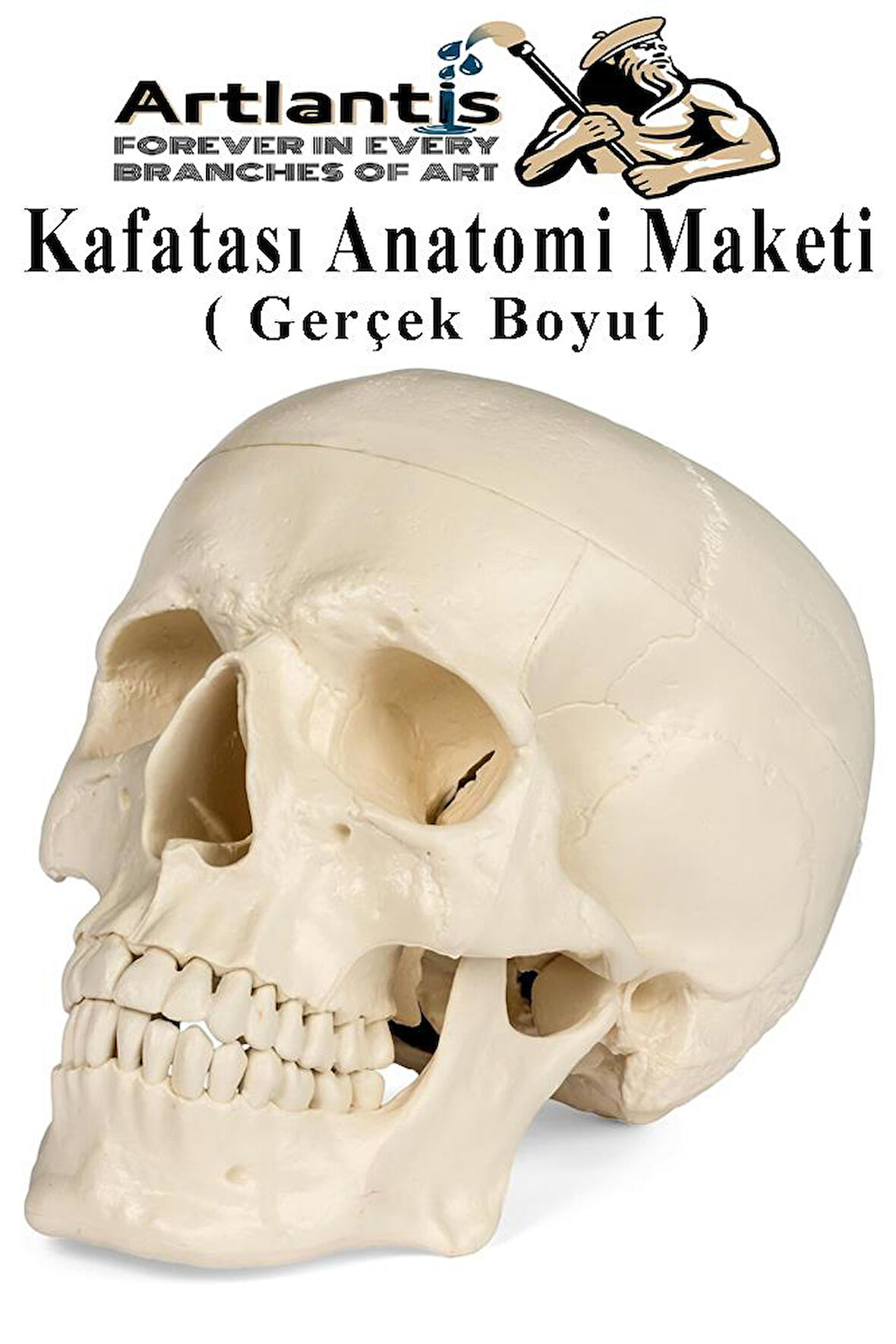 İnsan Kafatası Anatomisi Modeli 1 Adet Kafatası Maketi Gerçek Boyut Anatomik Modeli Deney Bilim Tıbbi Model Cranium