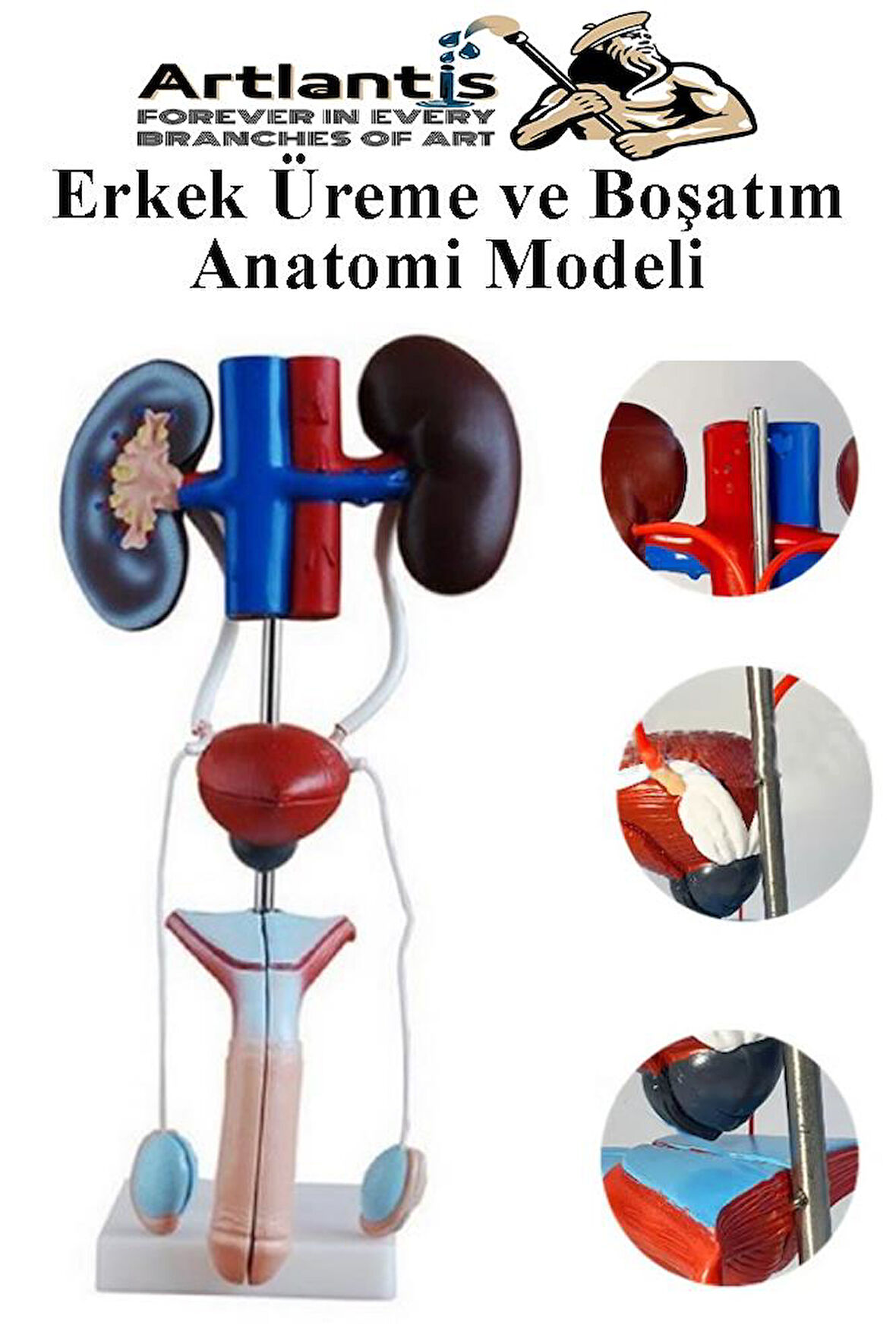 Erkek Üreme ve Boşaltım Sistemi Anatomi Modeli 1 Adet Boşaltım Sistemi Maketi Böbrek Anatomik Model Deney Bilim Tıbbi