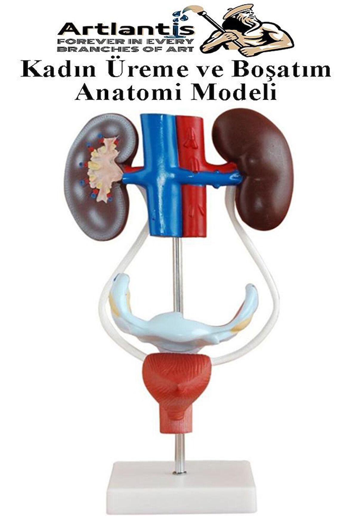 Kadın Üreme ve Boşaltım Sistemi Anatomi Modeli 1 Adet Boşaltım Sistemi Maketi Böbrek Anatomik Model Deney Bilim Tıbbi