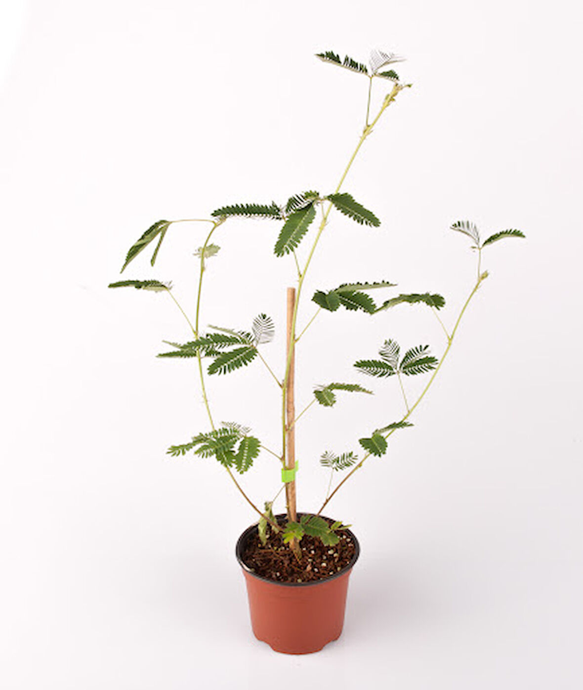 Tüplü Küstüm Çiçeği 3 Adet 10-20 cm