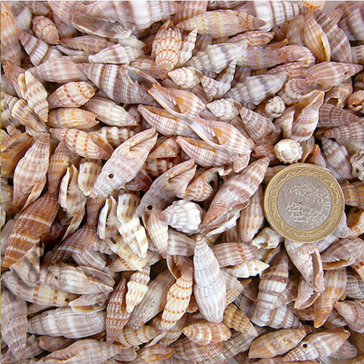 Mıtra Sanguısuga Small Kiloluk Deniz Kabuğu (1 KG)