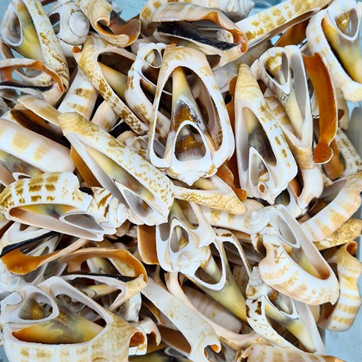 Luahnus Kesik  Deniz Kiloluk Deniz Kabuğu (1 KG)