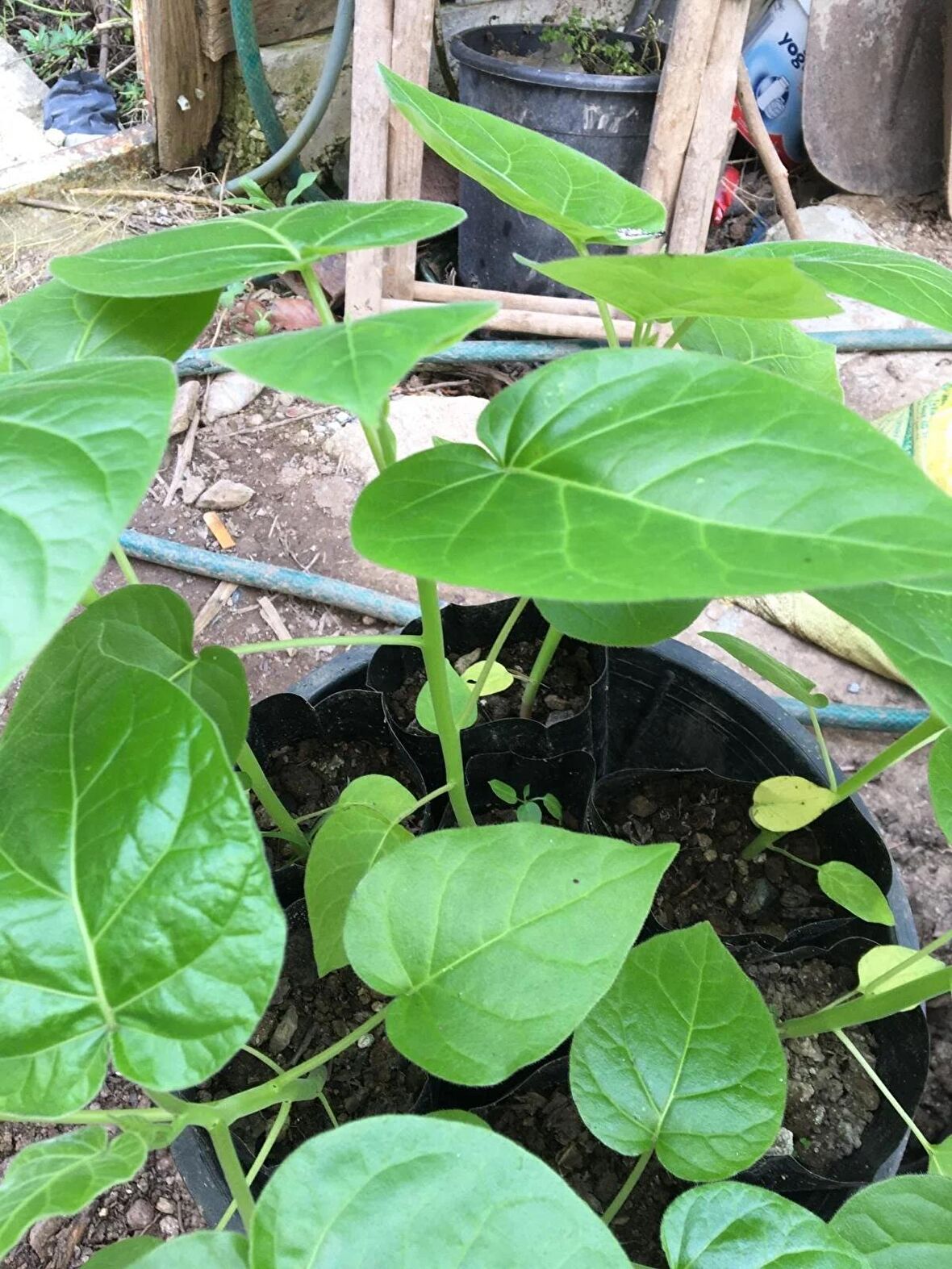 Tamarillo (DOMATES AĞACI)70-100 Cm Tüplüdür