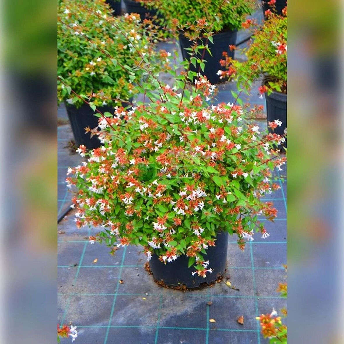 Abelya-Büyük Çiçekli Kelebek Çalısı (Abelia Grandiflora 20-40 Cm)