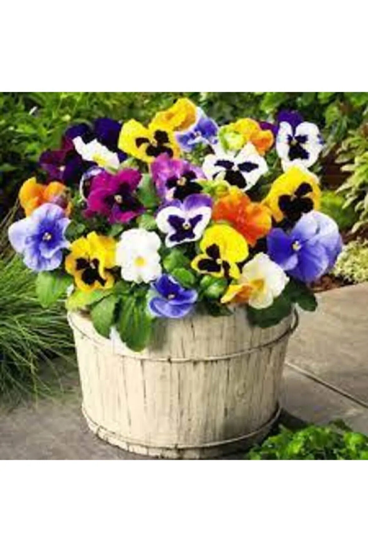 Dev Isviçre Menekşesi 10 Adet Tohum