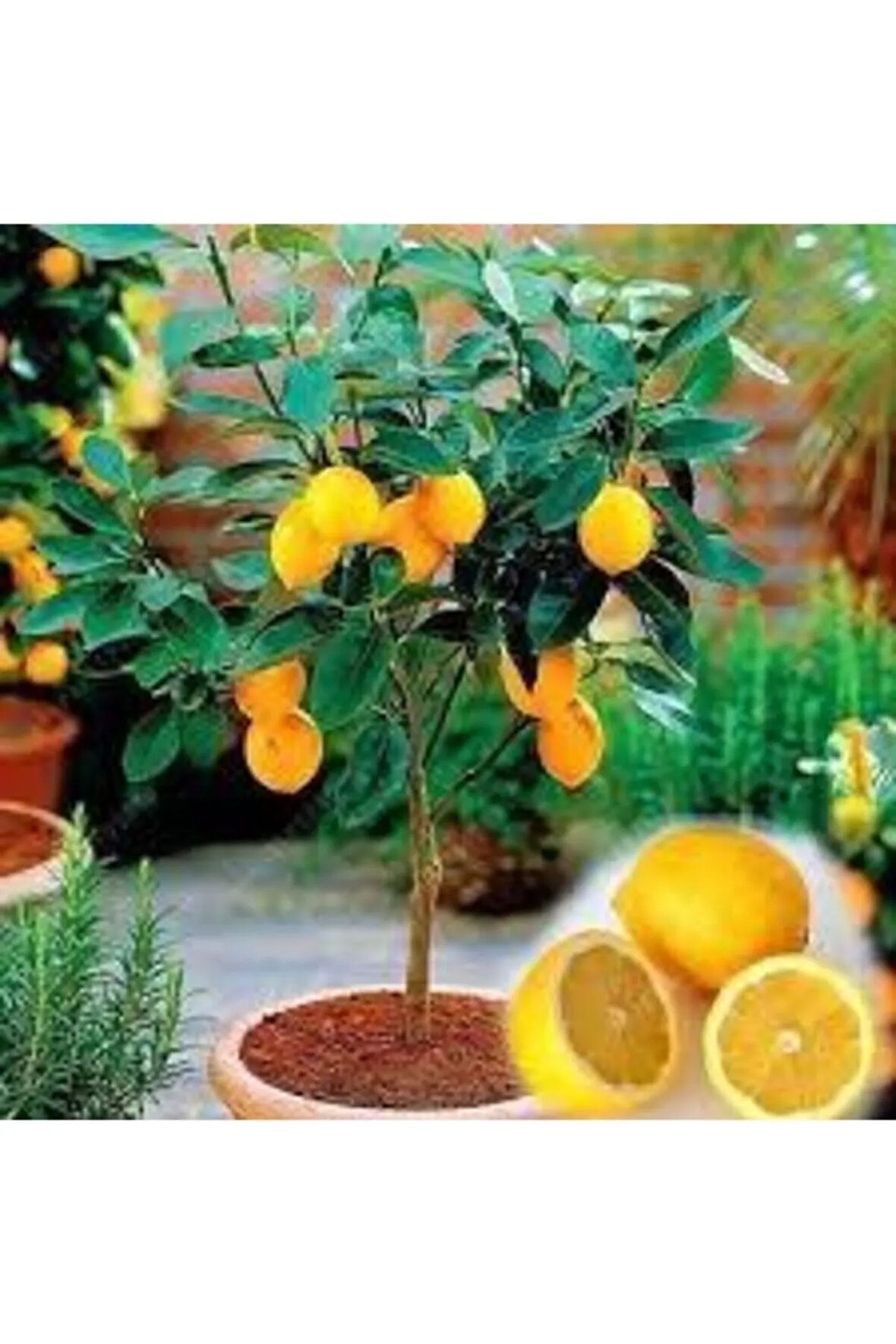 10 Adet Tohum Bodur Bonsai Limon Ağacı Tohumu Italyan Limon Seti Saksı Toprak Sürpriz Hediyeli