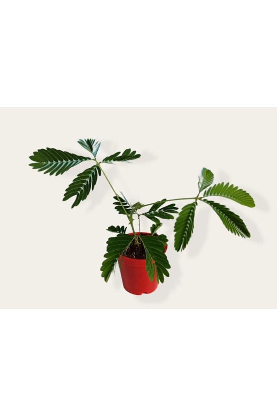 Mimosa Pudica (küstüm Çiçeği) Fidesi 20-25 Cm, 5.5 Cm Saksıda