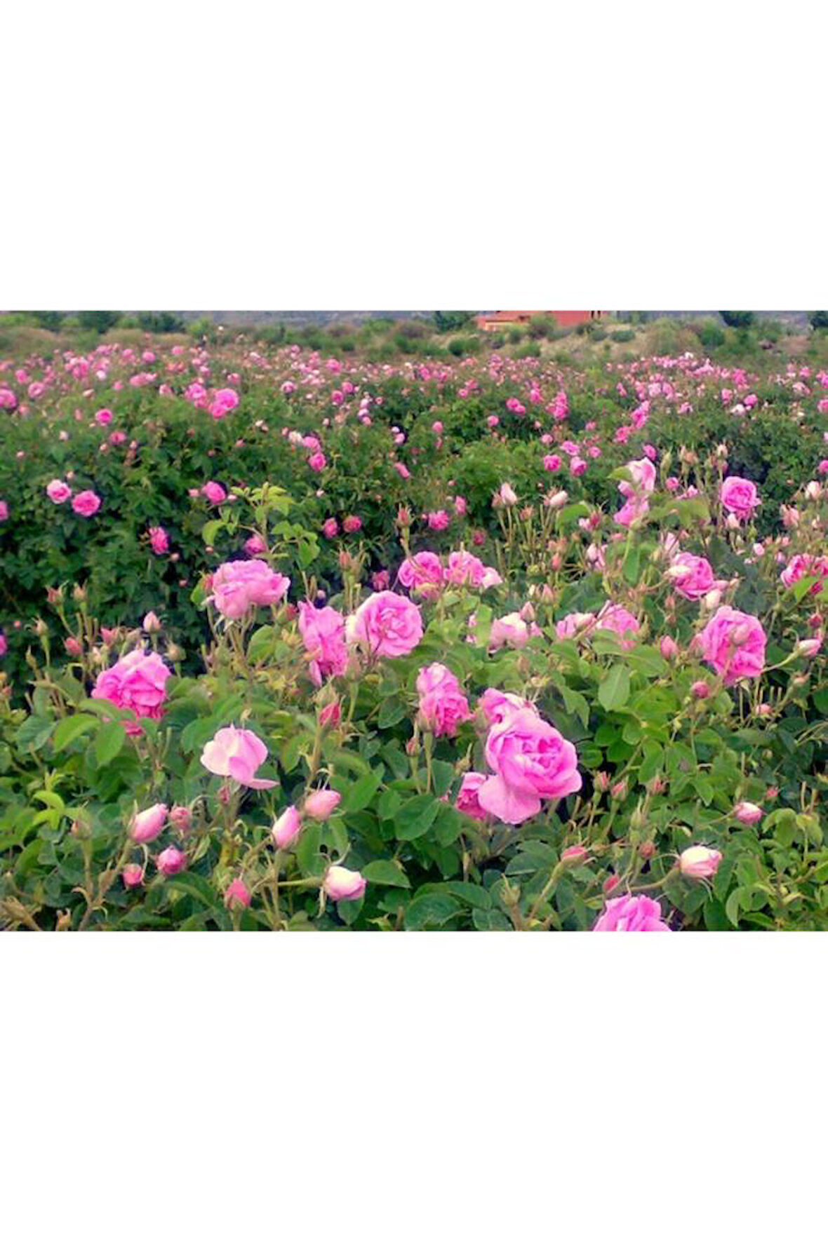 Isparta Gülü Fidanı 15-25 Cm 