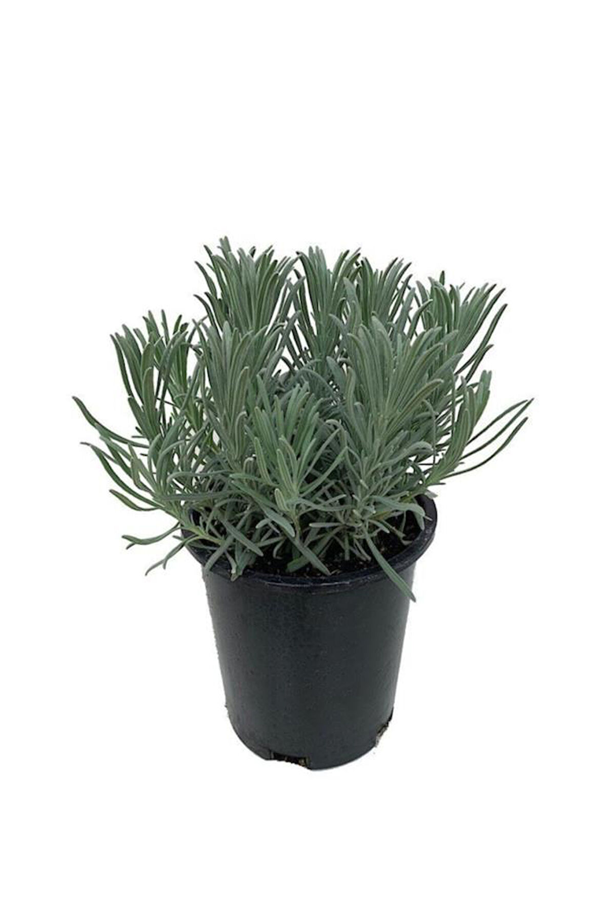 Lavandula Intermedia Lavanta Fidanı, Saksıda