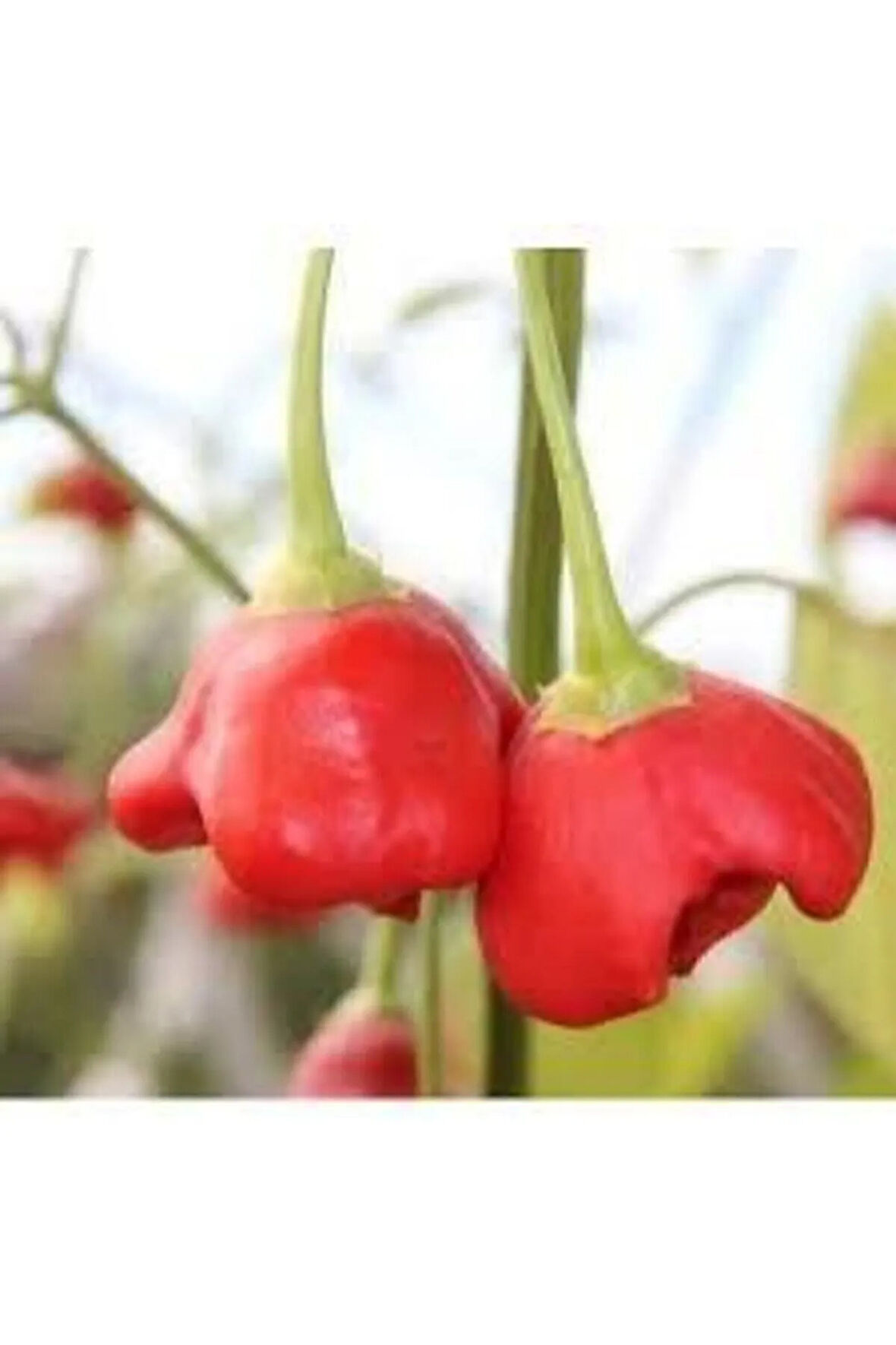 Tohum Nadir Gül Biberi Tohumu Saksı Toprak 25 Adet