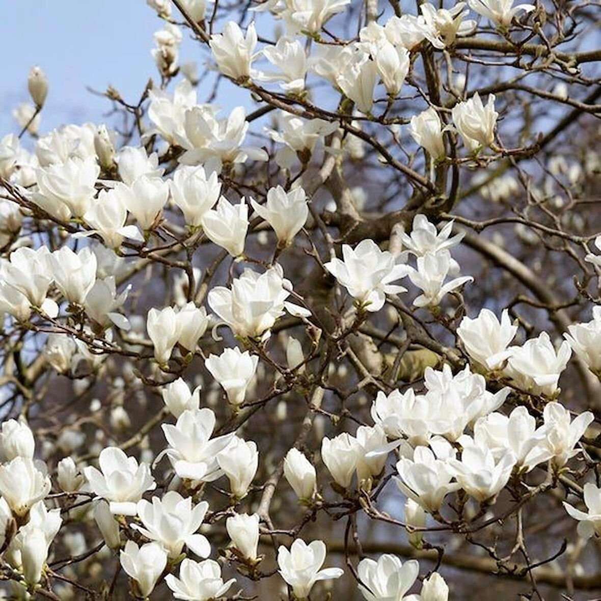 1-2 Yaş Arası Tüplü Yaprak Döken Manolya (Magnolia) Fidanı - Zarif ve Gösterişli Çiçekler