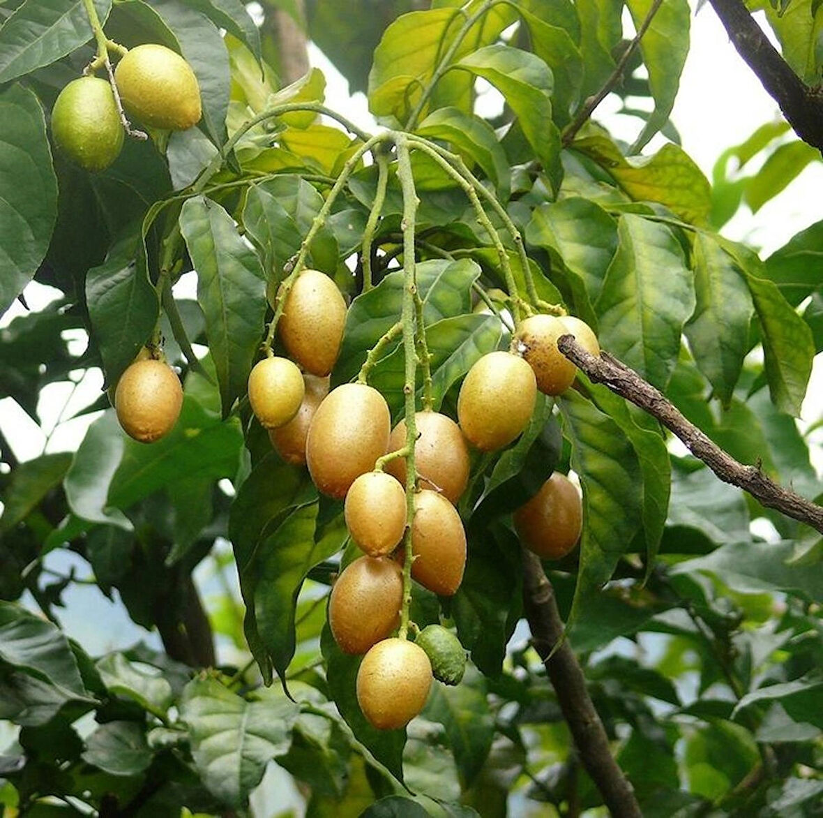 1-2 Yaş Arası Tüplü Sabun Ağacı (Sapindus mukorossi) Fidanı - Doğal ve Çevre Dostu Temizlik Kaynağı