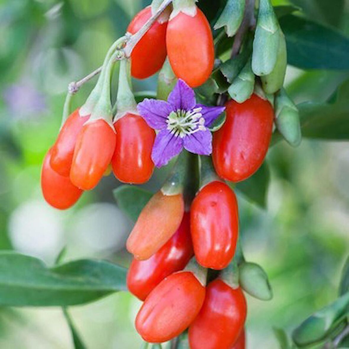 6 adet gojiberry fidanı ( nq7 ) tüplü aşılı 12 ay dikim.
