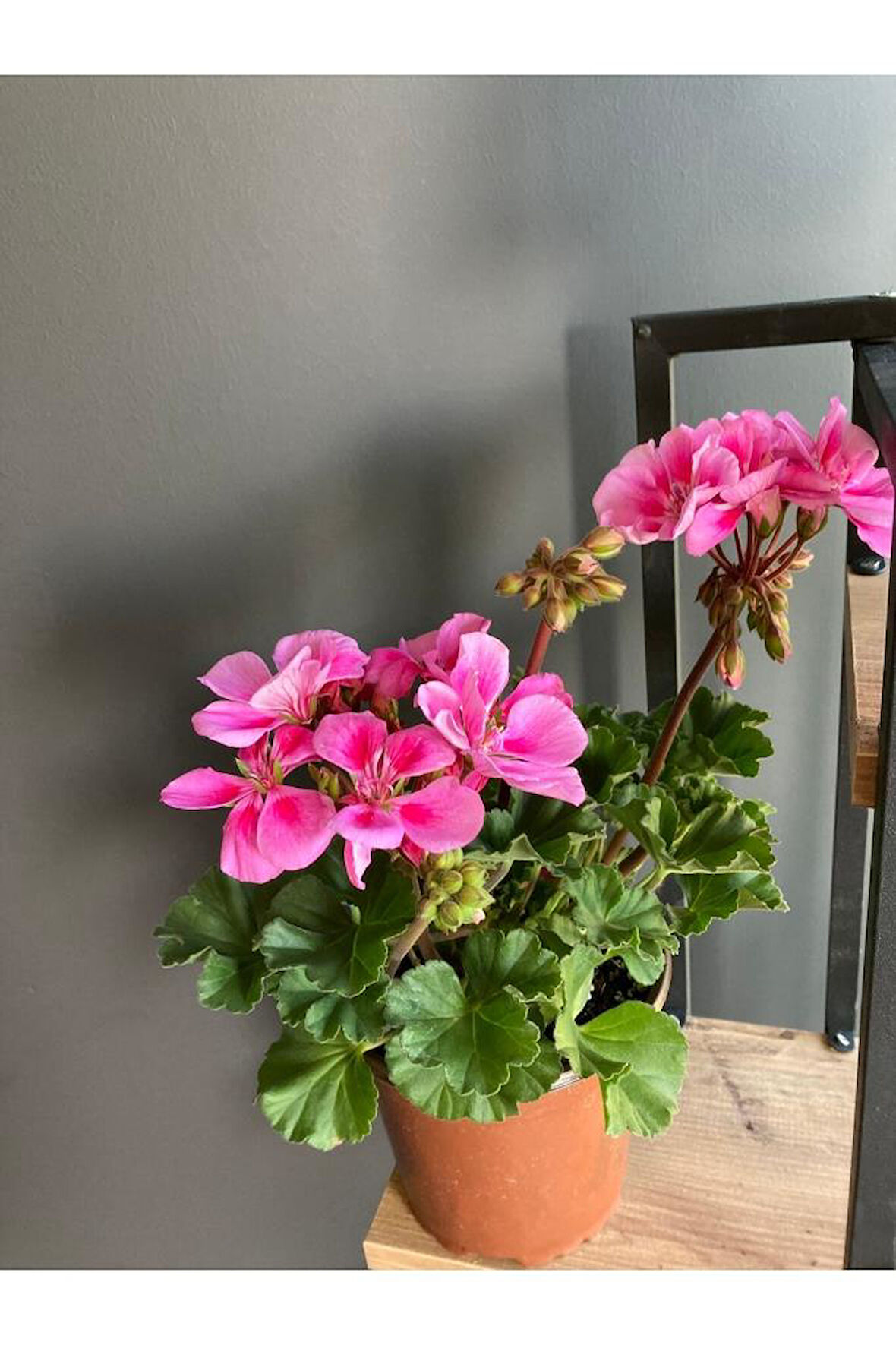 Saksılı Sardunya Pembe Alacalı Fuşya 10-20 Cm