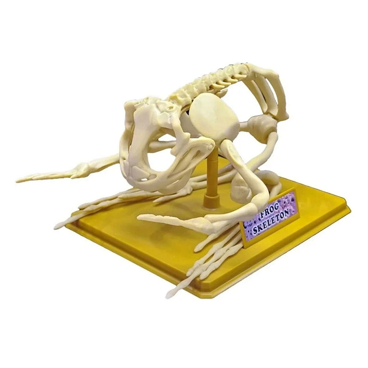 Nessiworld Kurbağa İskeleti Bilim Seti