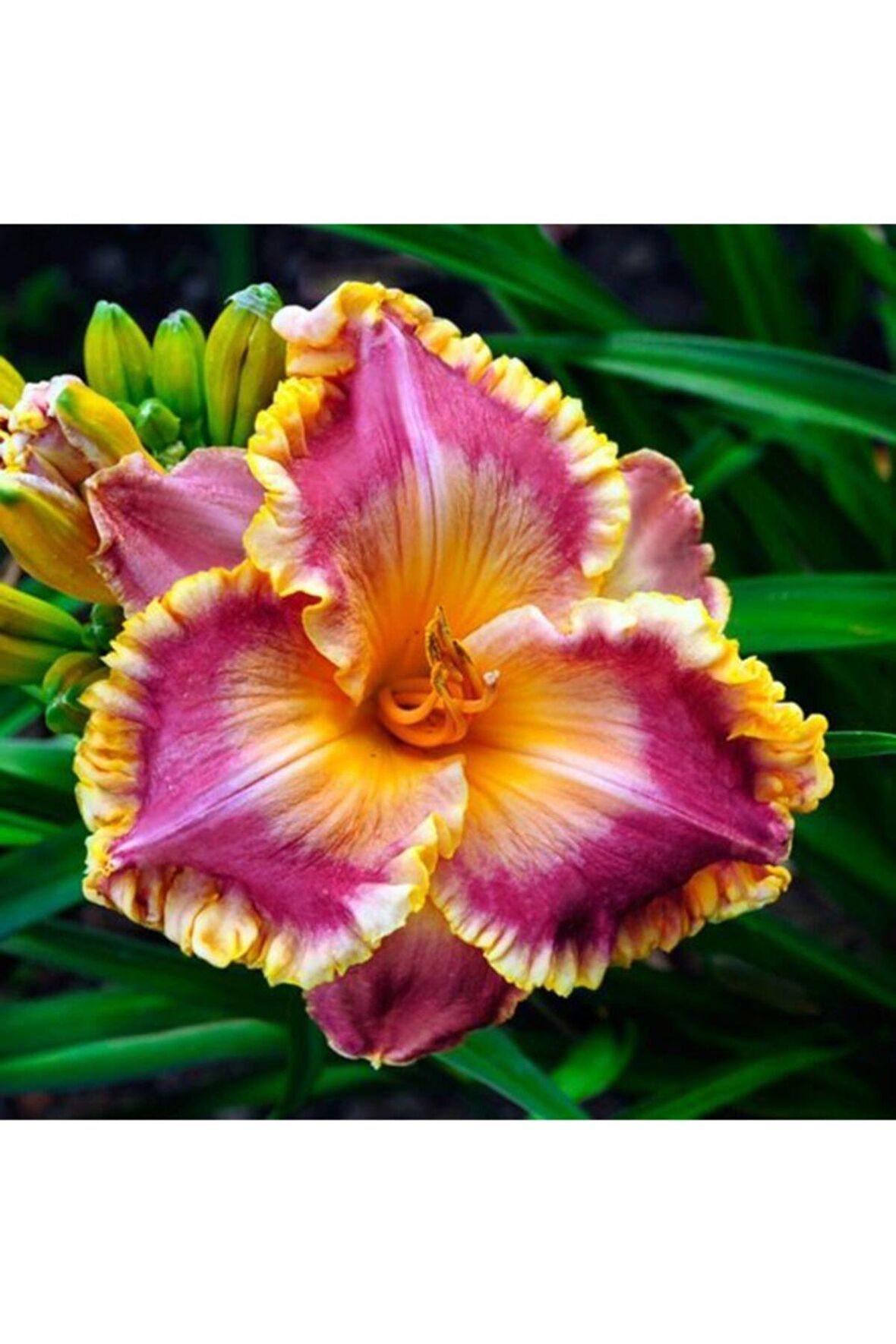 3 Adet Sarı Göbek Ithal Zambak Çiçeği Tohumu