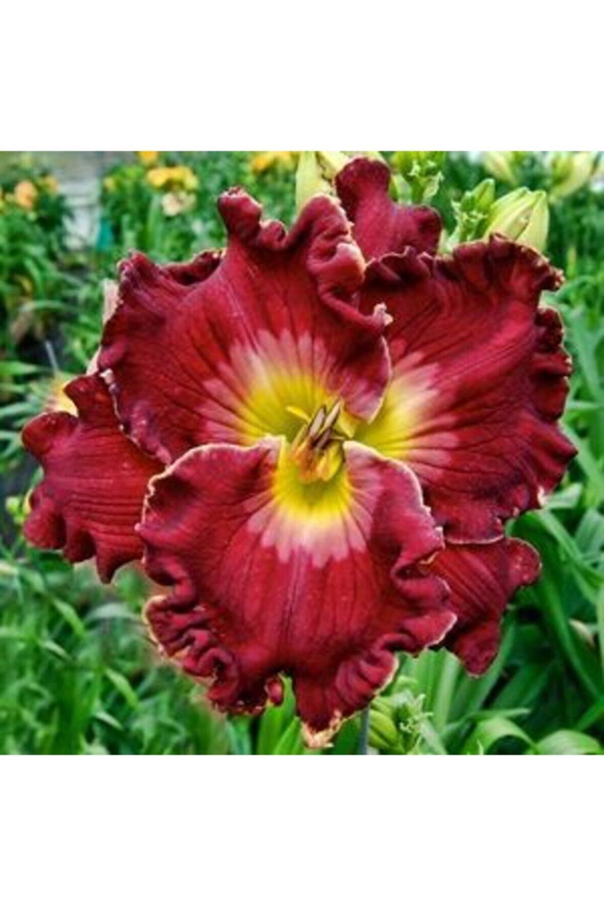 3 Adet Bordo Ithal Zambak Çiçeği Tohumu