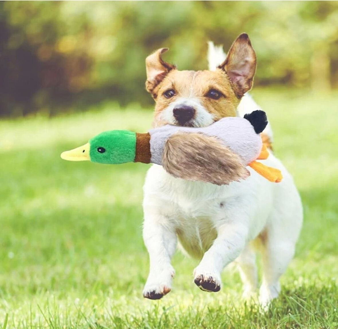 Sesli Ördek Şekilli Peluş Köpek Oyuncağı