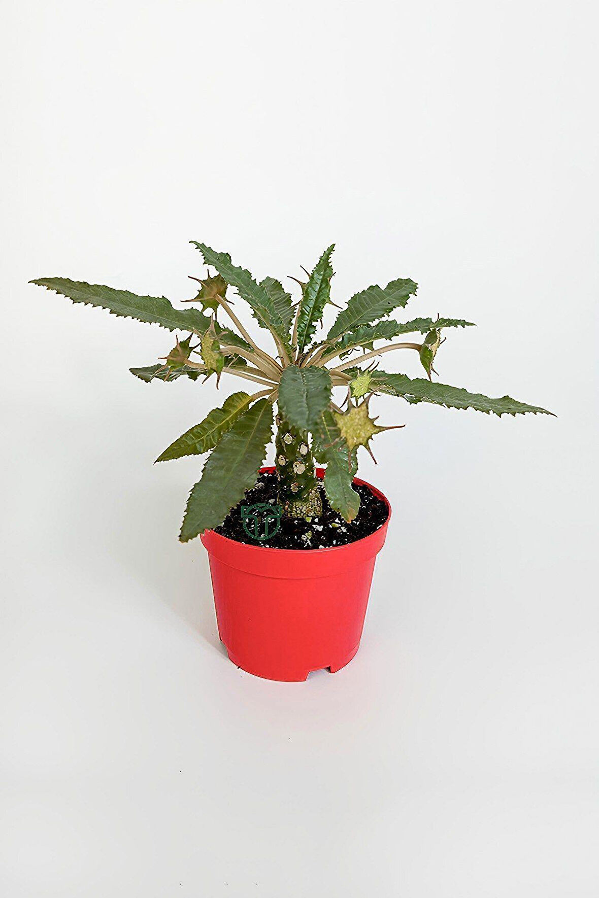 Dorstenia Foetida Özel Tür Nadir Ilginç Sukulent 8.5 Cm Kırmızı Saksıda