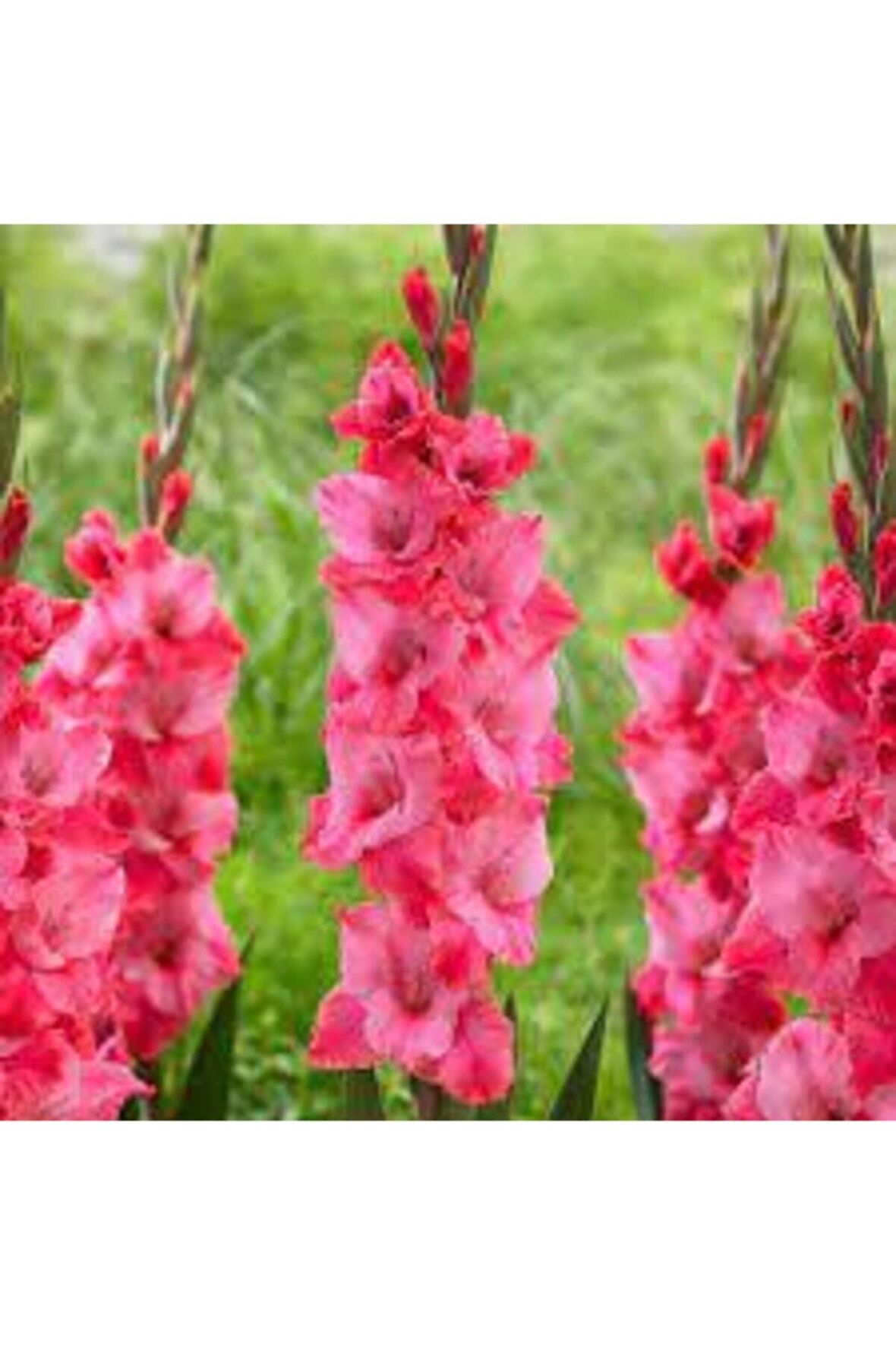 Pembe Renk Glayör Soğanı 5 Adet