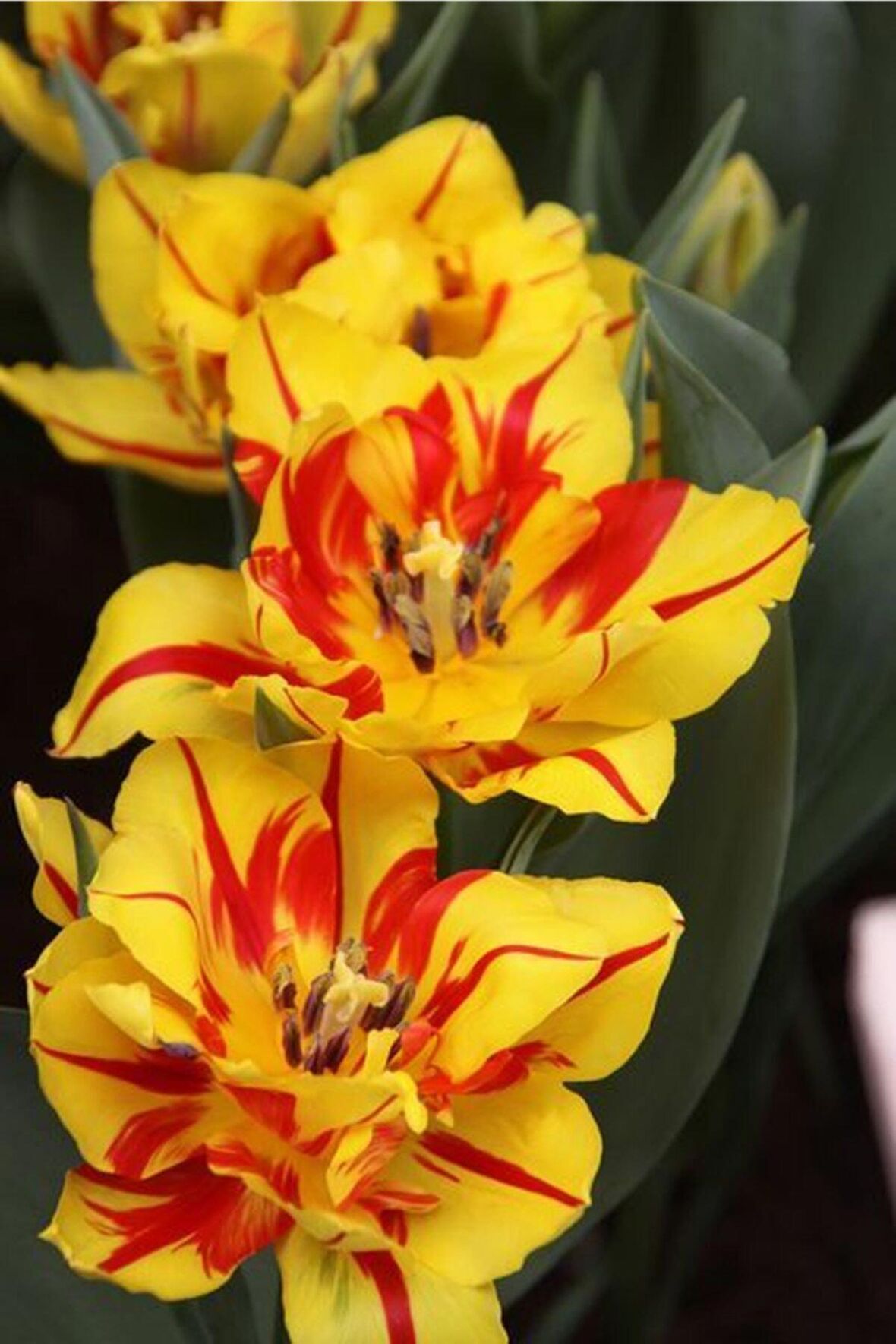 Sarı Kırmızı Renkli Glayör Çiçek Soğanı 5 Adet