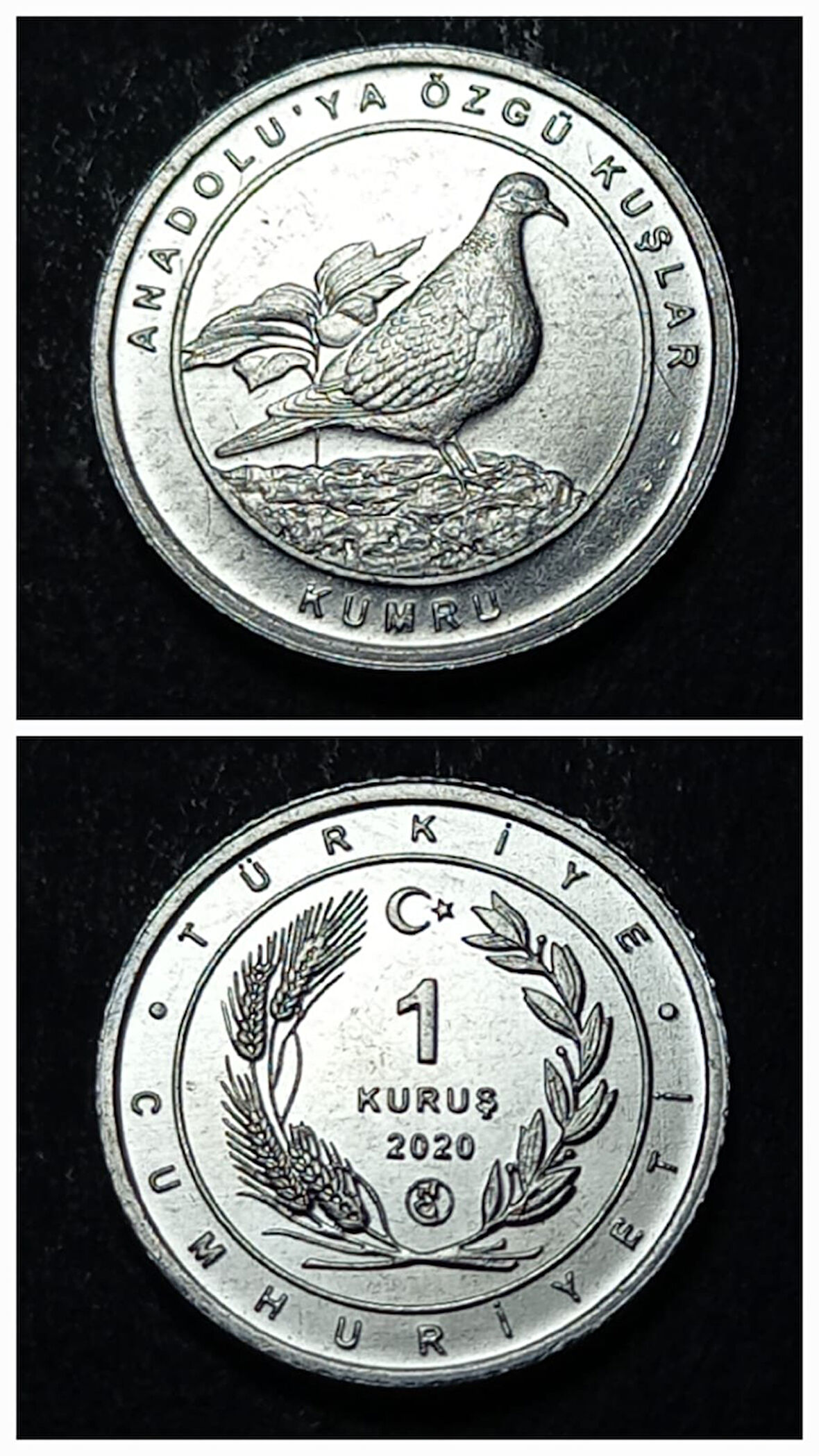 Escoines 399636894944a8e000 2020 Anadolu'ya Özgü Kuşlar Serisi KUMRU 1 Kuruş ÇİL Para