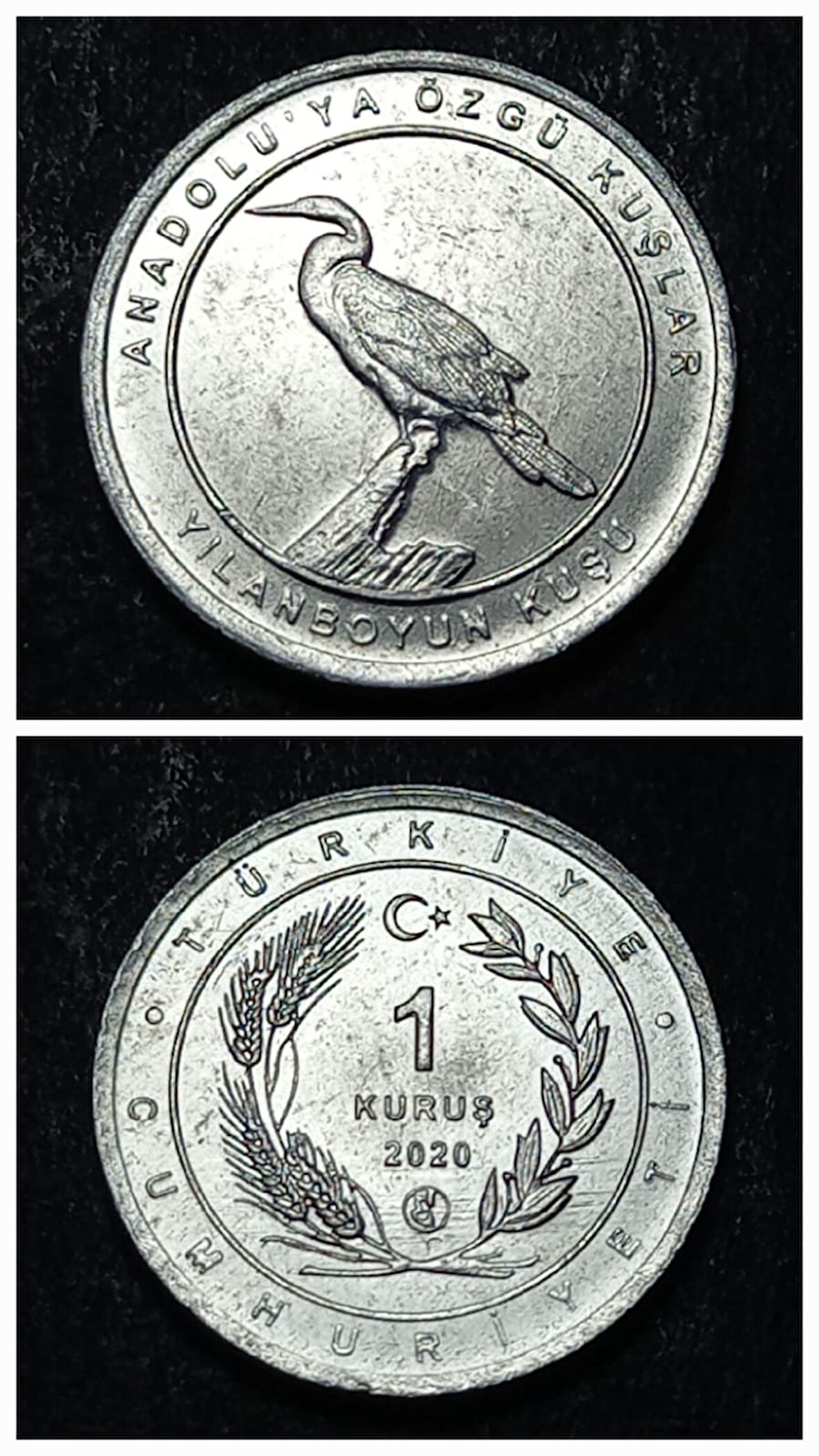 Escoines 399636894944d4d941 2020 Anadolu'ya Özgü Kuşlar Serisi YILANBOYUN KUŞU 1 Kuruş ÇİL Para