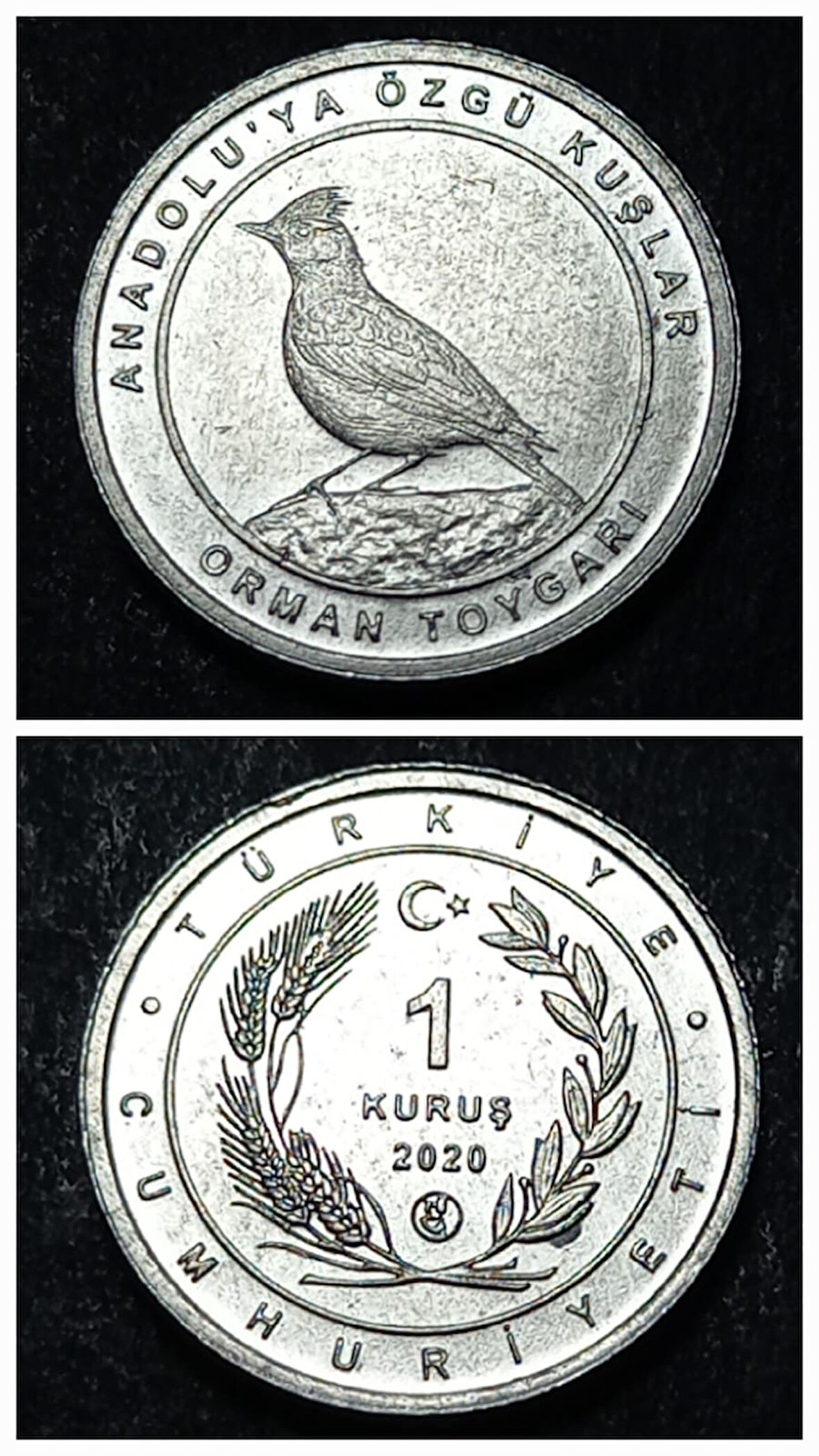 Escoines 3996368949452d25f7 2020 Anadolu'ya Özgü Kuşlar Serisi ORMAN TOYGARI 1 Kuruş ÇİL Para