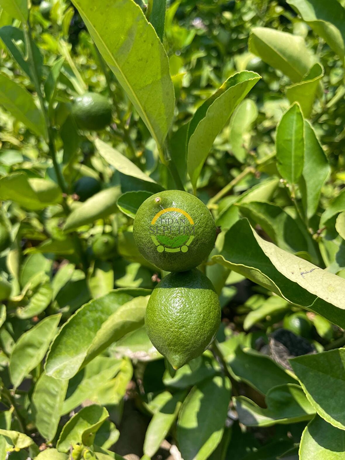 3 Adet Yediveren Mayer Limon Fidanı Paketi 'ÜZERİ MEYVELİ'
