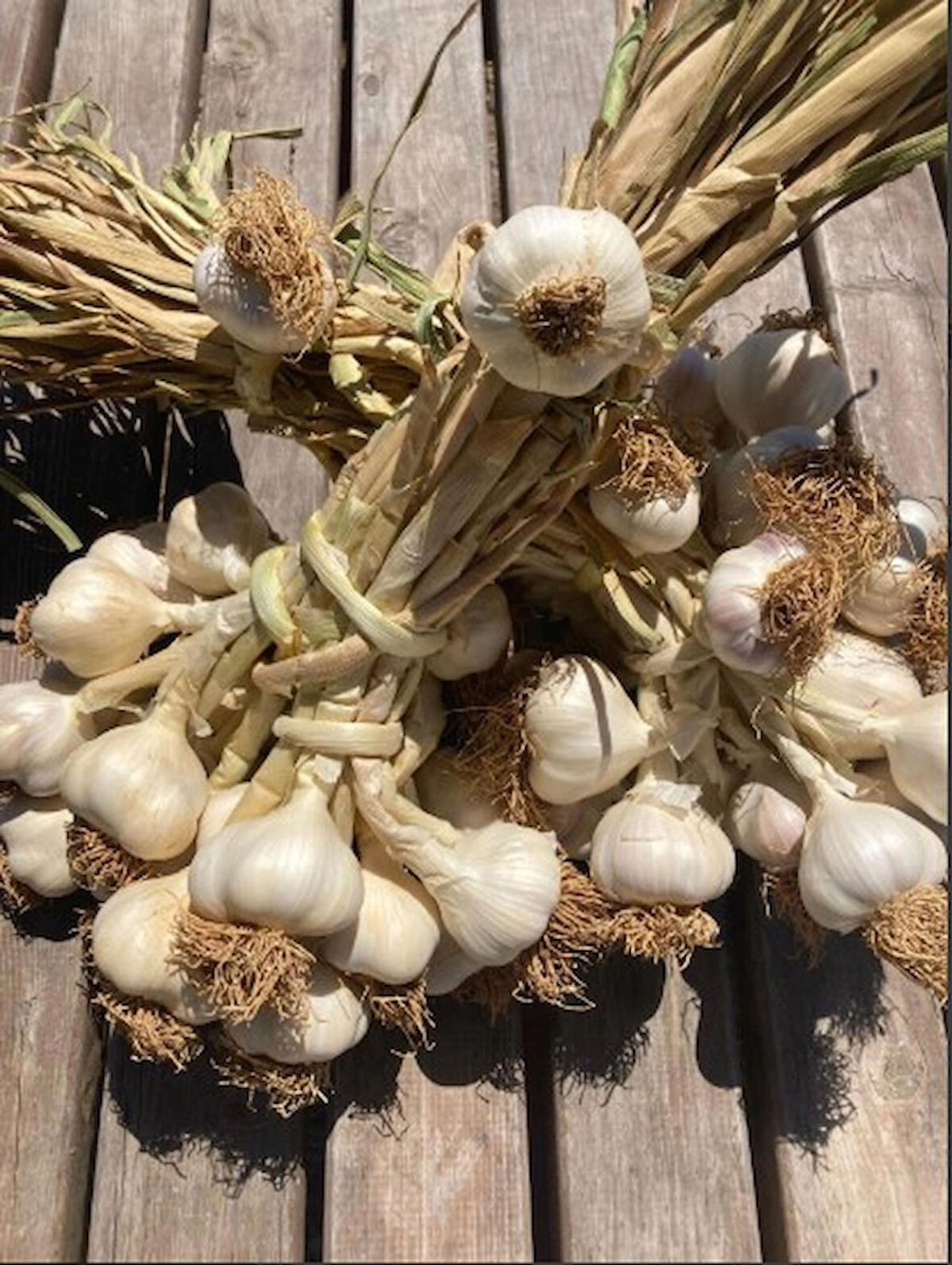 KASTAMONU SARIMSAĞI 1 KG