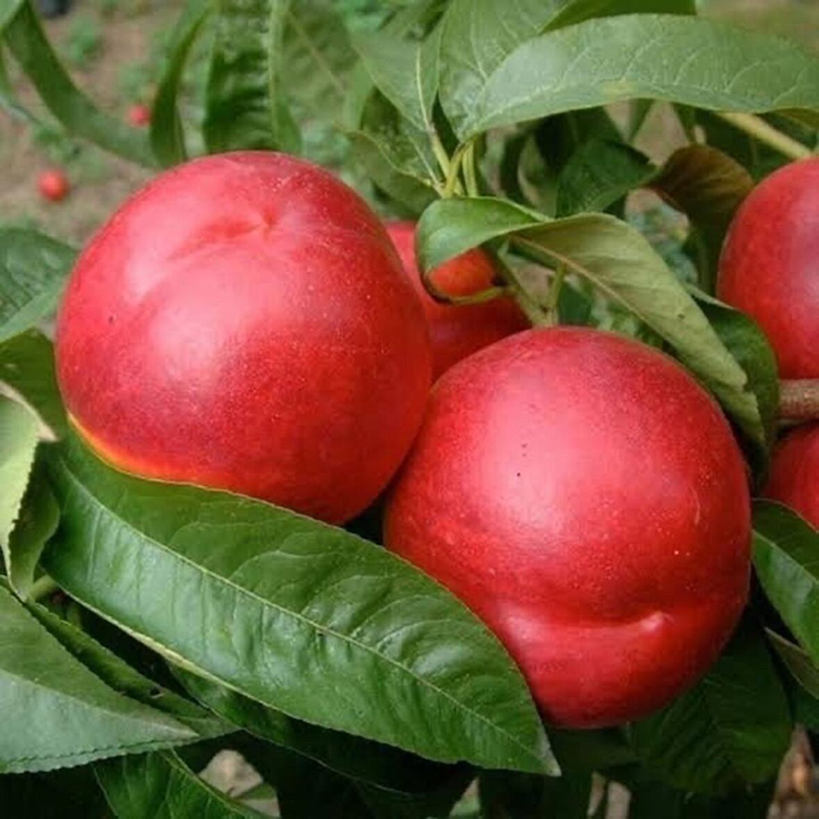 3 Yaş Amiga Nektarin Fidanı *Yarı Bodur*