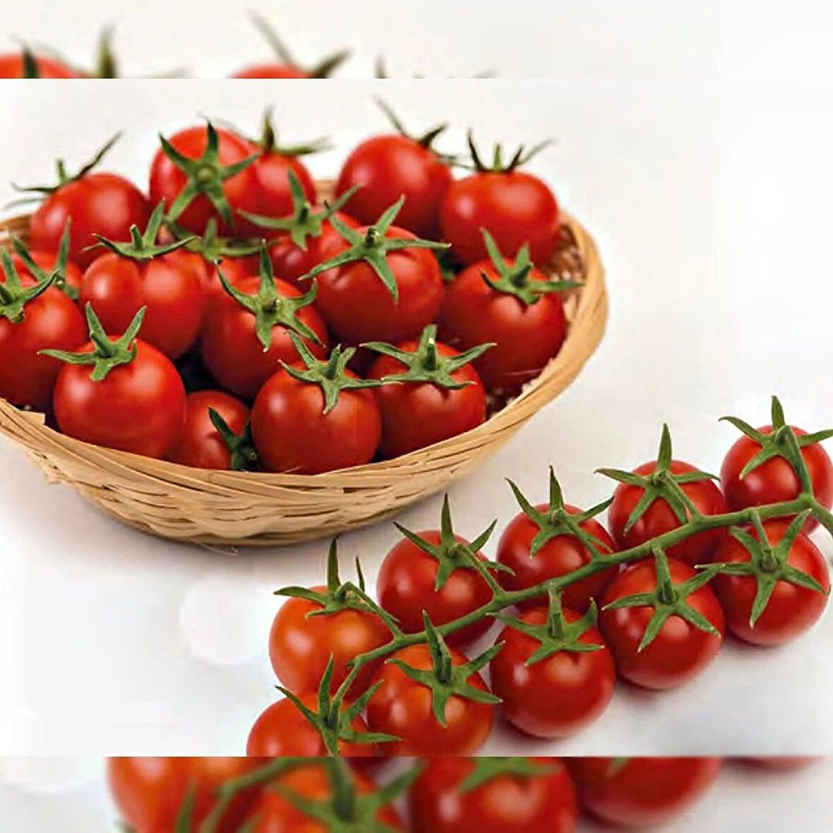 Aquamarin Yüksek Verimli Salkım Kokteyl Domatesi Fidesi (5 adet)