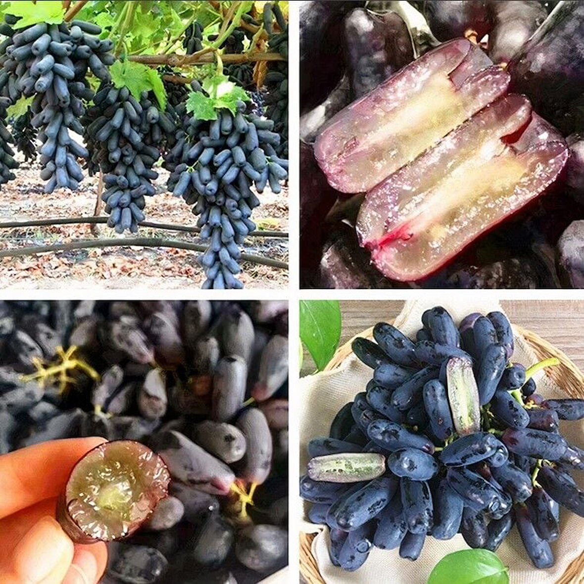 Tüplü Çekirdeksiz Kendine Verimli Finger Black Üzüm Fidanı