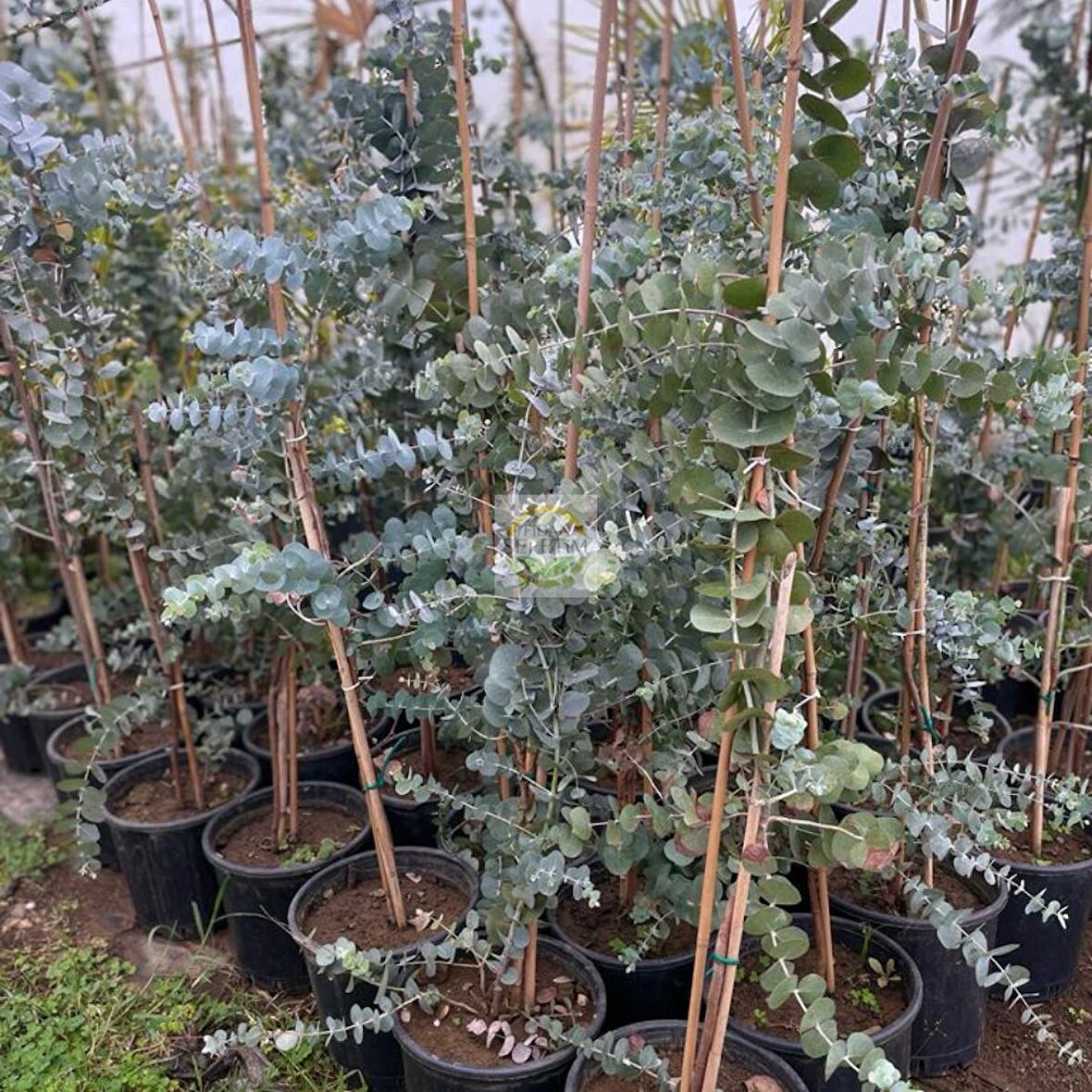 3 Yaş Eucalyptus Cinerea Silver Dollar Bodur Okaliptus Fidanı